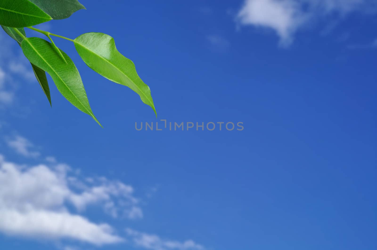 Leaves with sky  background w/ clipping path