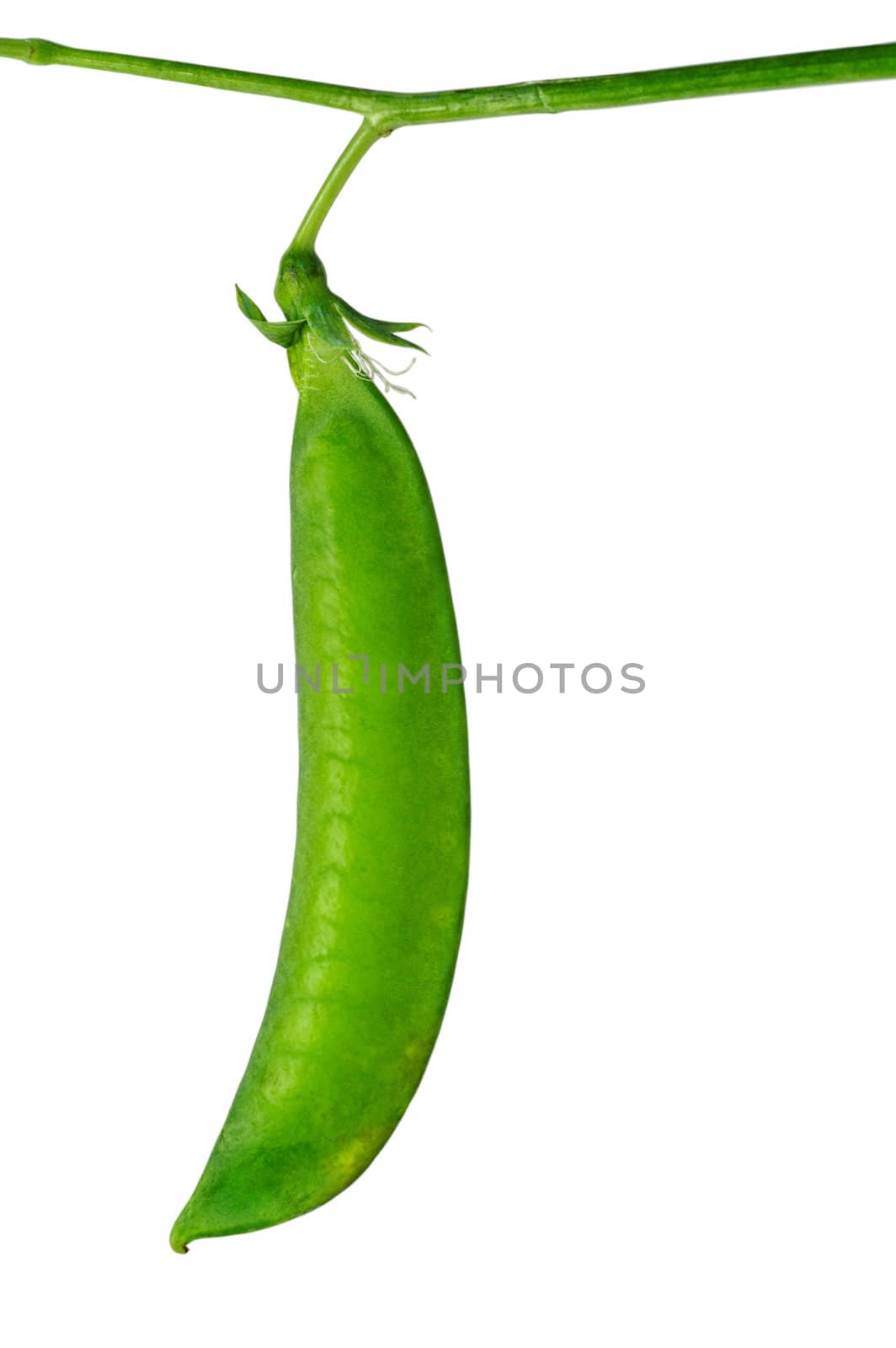 Pea pod with clipping path by Laborer