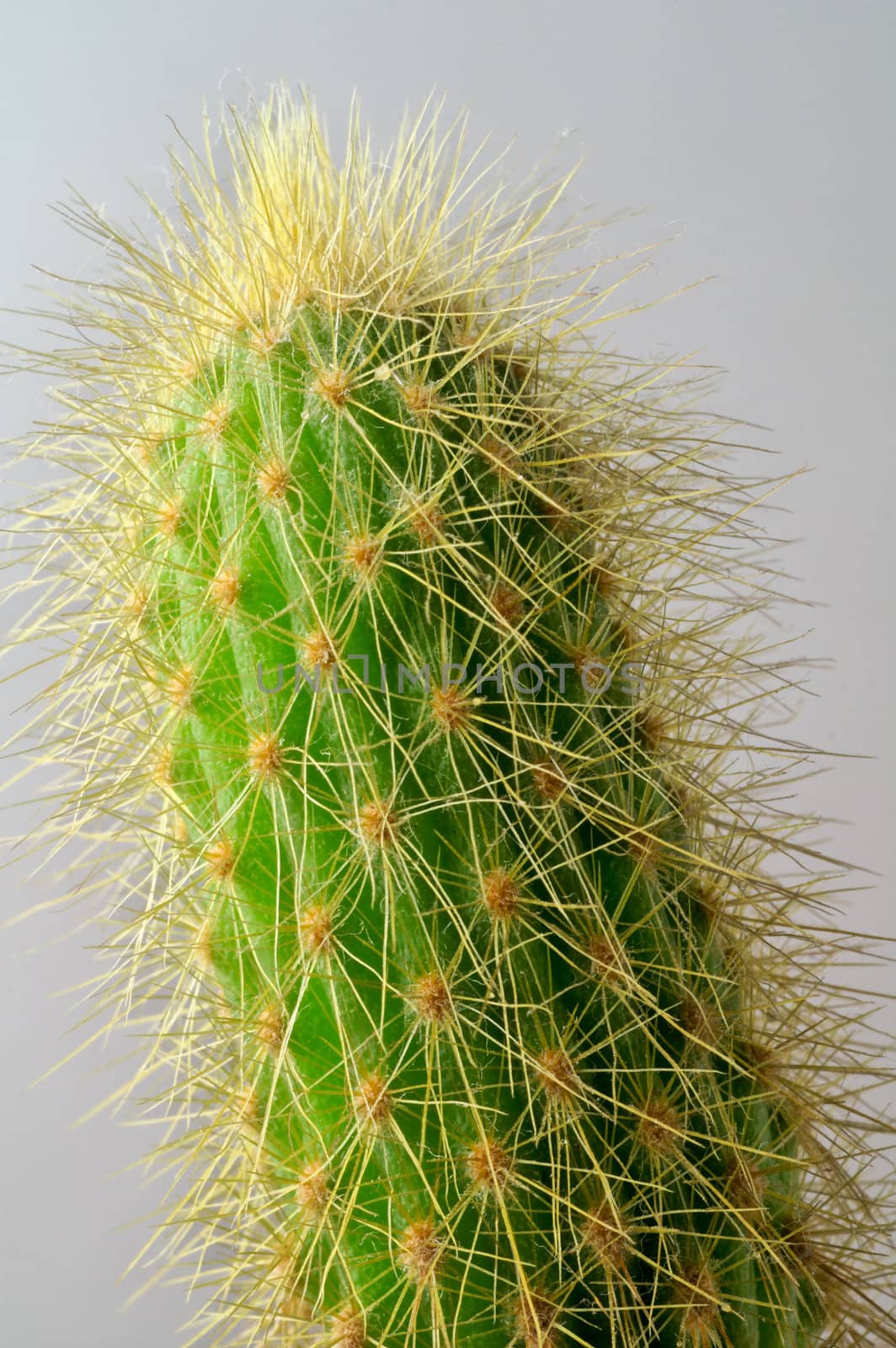 Cactus: a closeup view