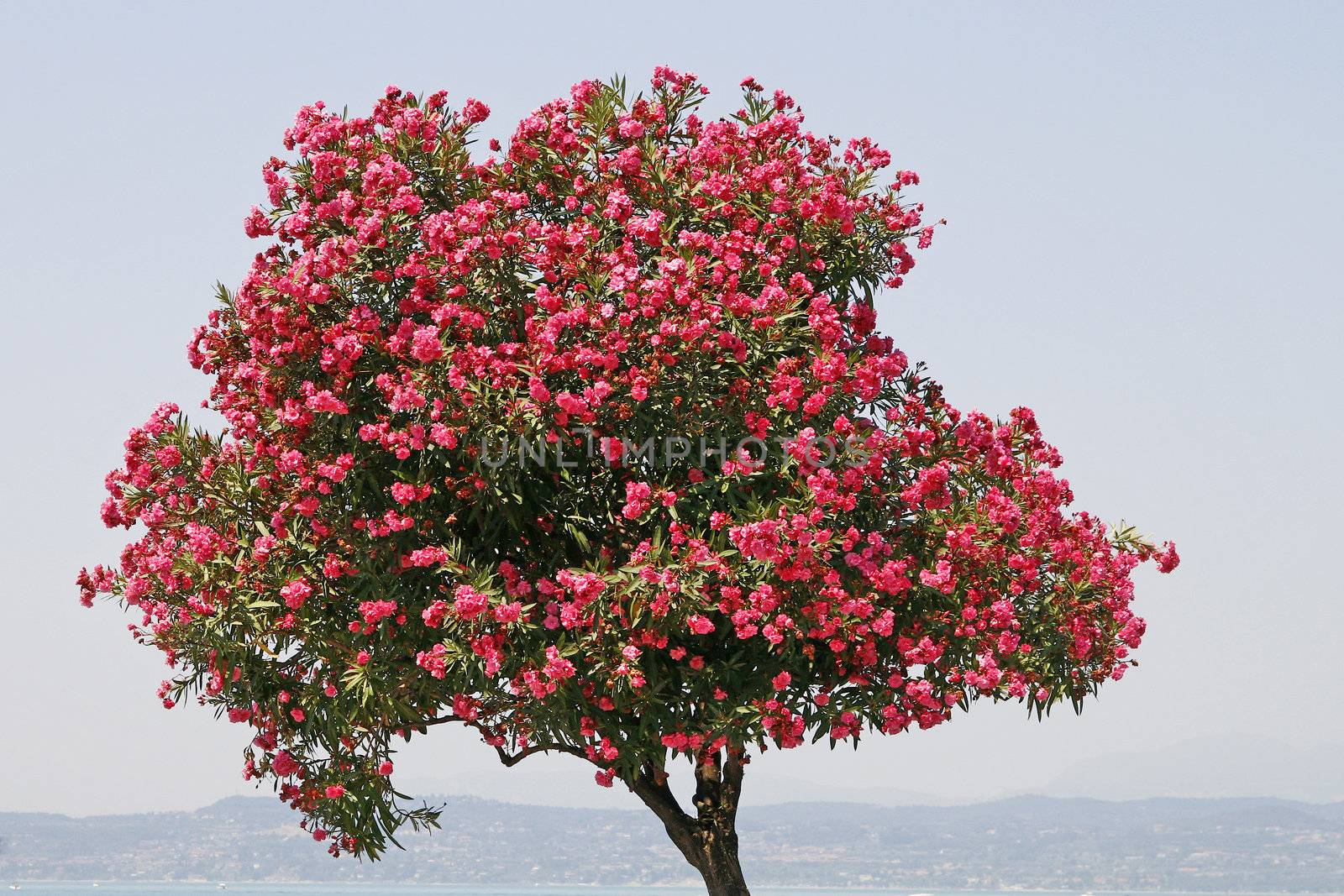 Sirmione, Oleander tree at the Lake of Garda by Natureandmore