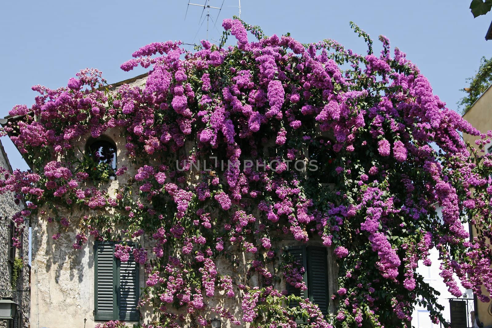 Sirmione, house detail with nice plants at the Lake of Garda by Natureandmore