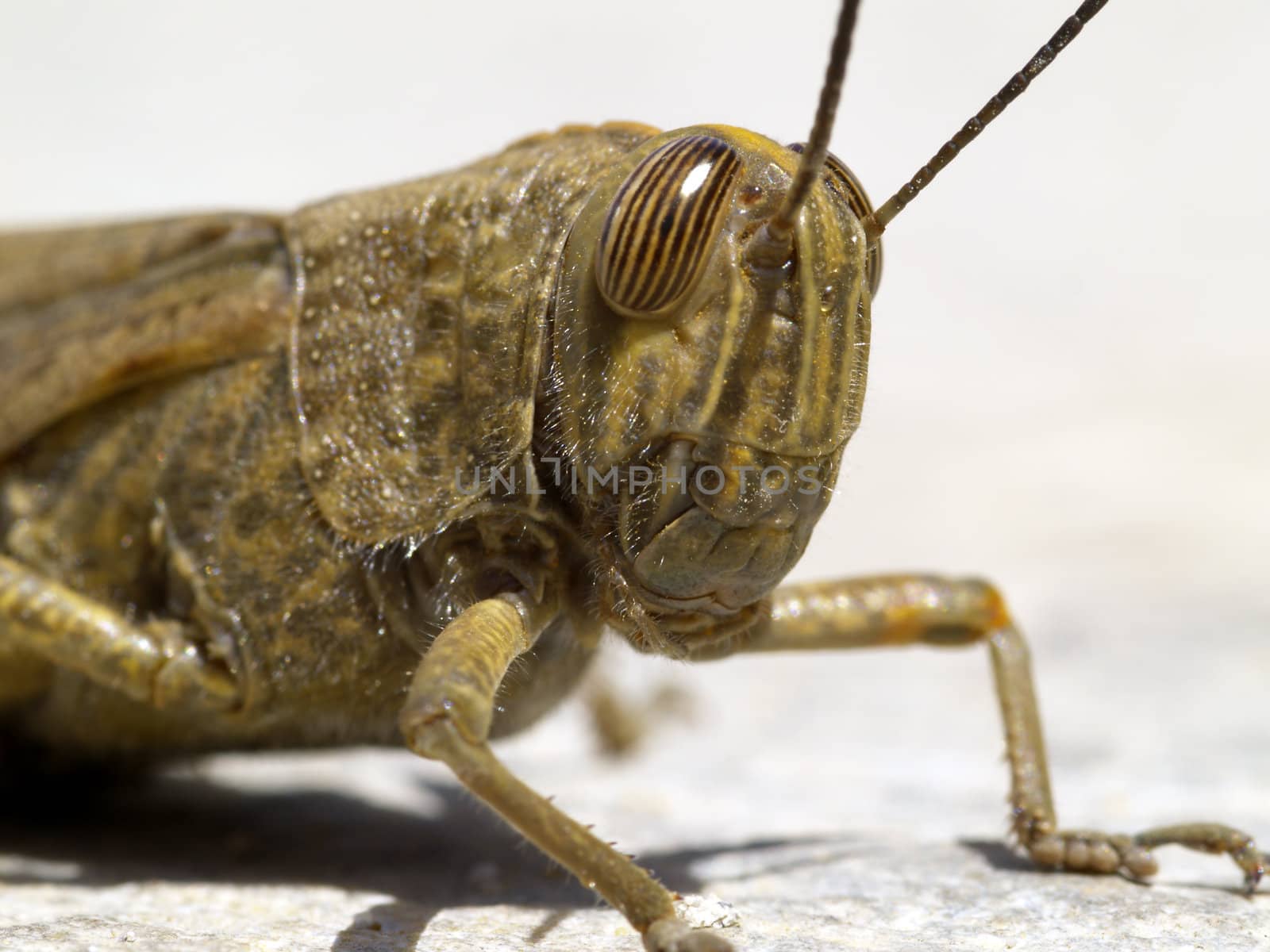 locust portrait
