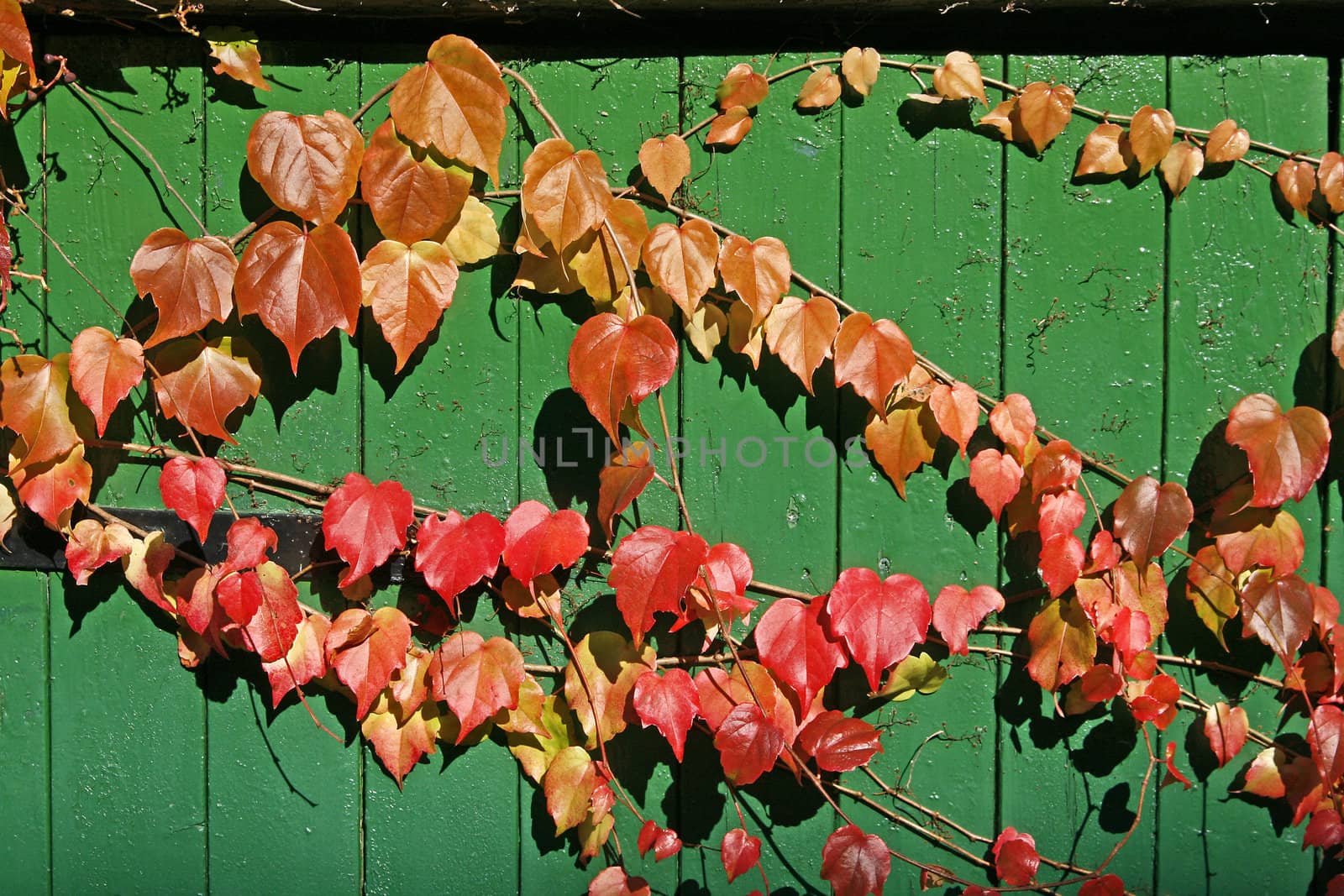 Parthenocissus on autumn. Parthenocissus, Jungfernreben, Wilder Wein