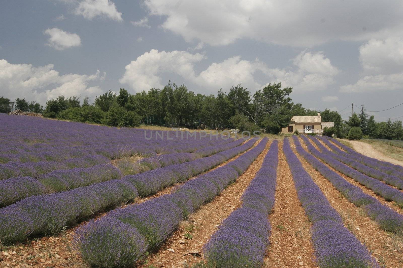 Lavender fields near Sault, Provence, Southern France. by Natureandmore