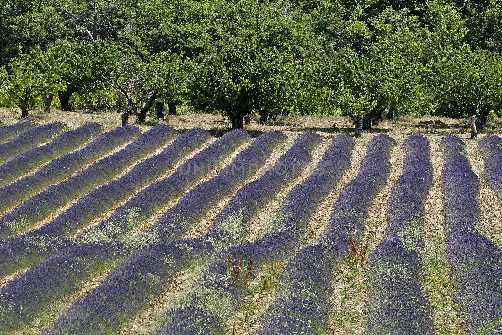 Lavender fields near Croagnes, Provence, Southern France.  by Natureandmore