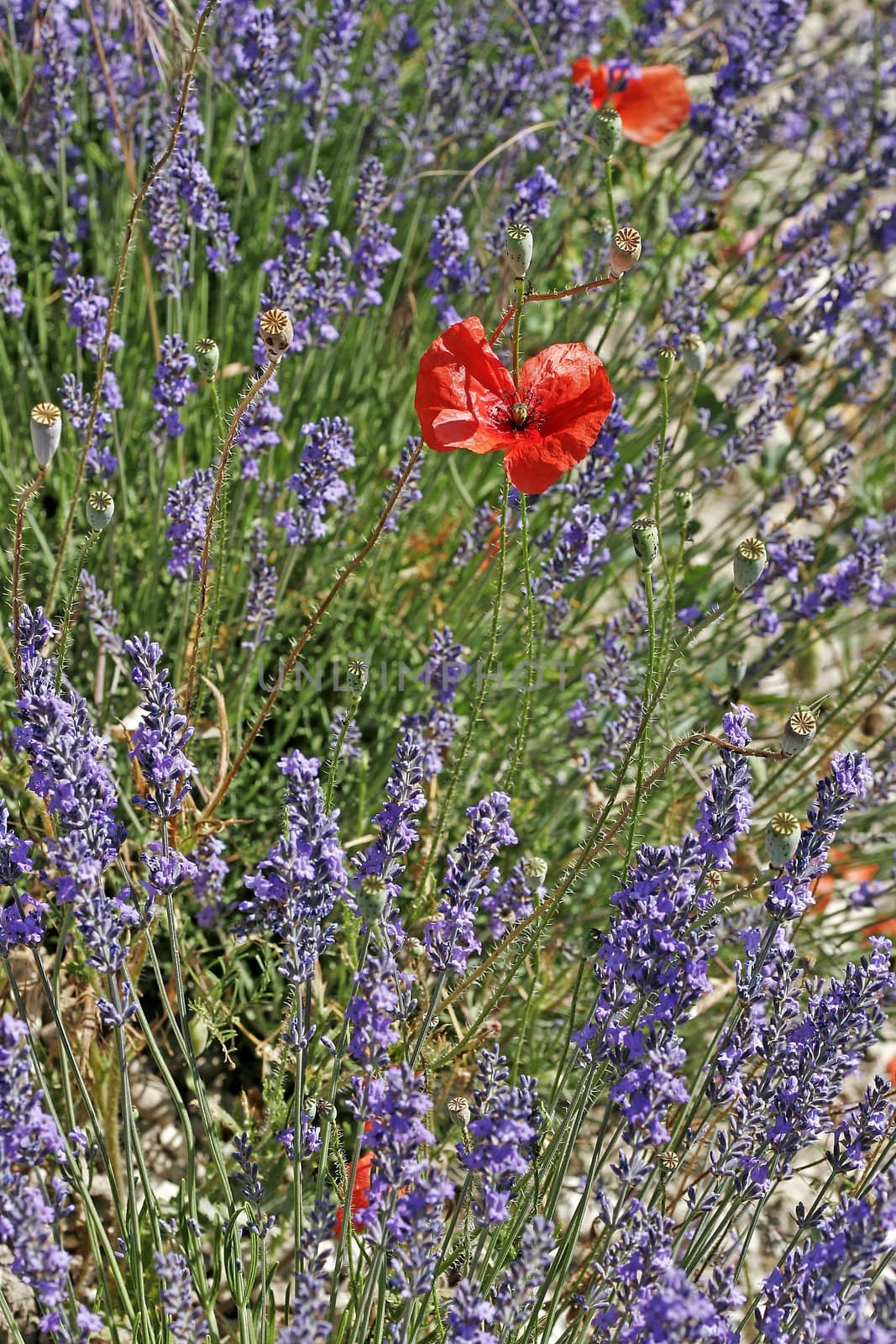 Lavender fields near Senanque, Provence, Southern France. Lavendelfeld bei Senanque