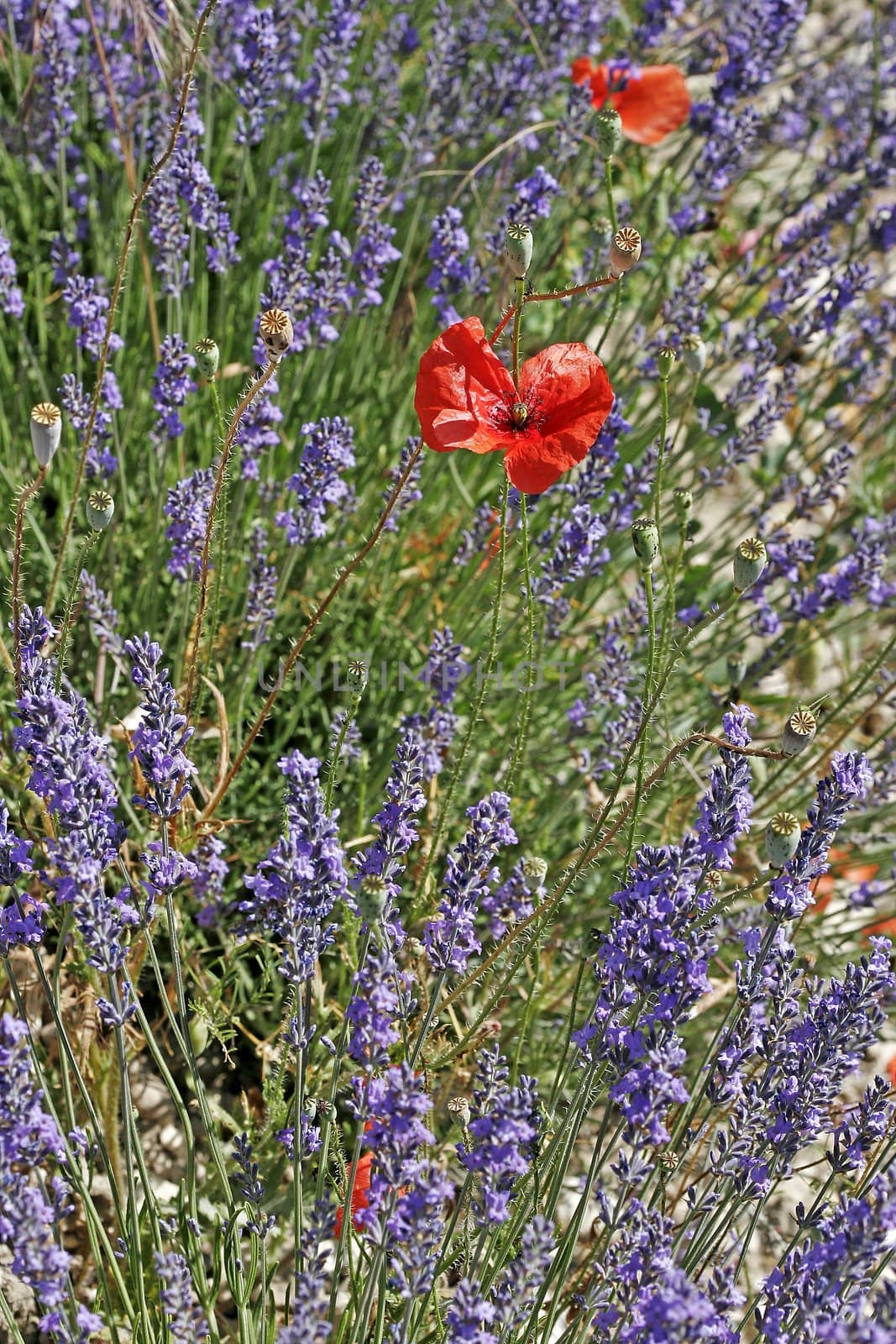 Lavender fields near Senanque, Provence, Southern France. Lavendelfeld bei Senanque