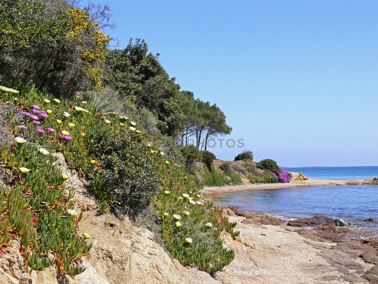 Cannigione, Golfo di Arzachena, Landschaft mit Mittagsblumen, Mittagsblumen