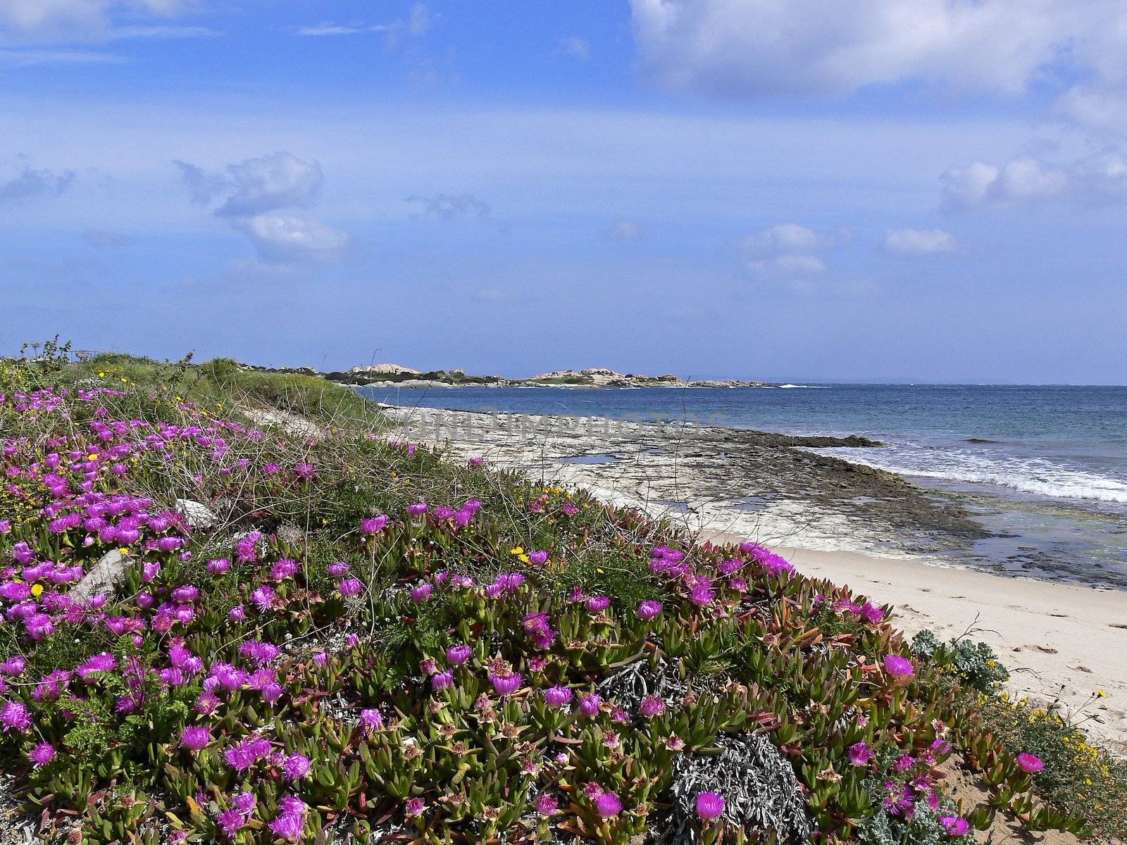 Midday flowers nearh Capo Testa, with Santa di Gallura, Sardinia. by Natureandmore