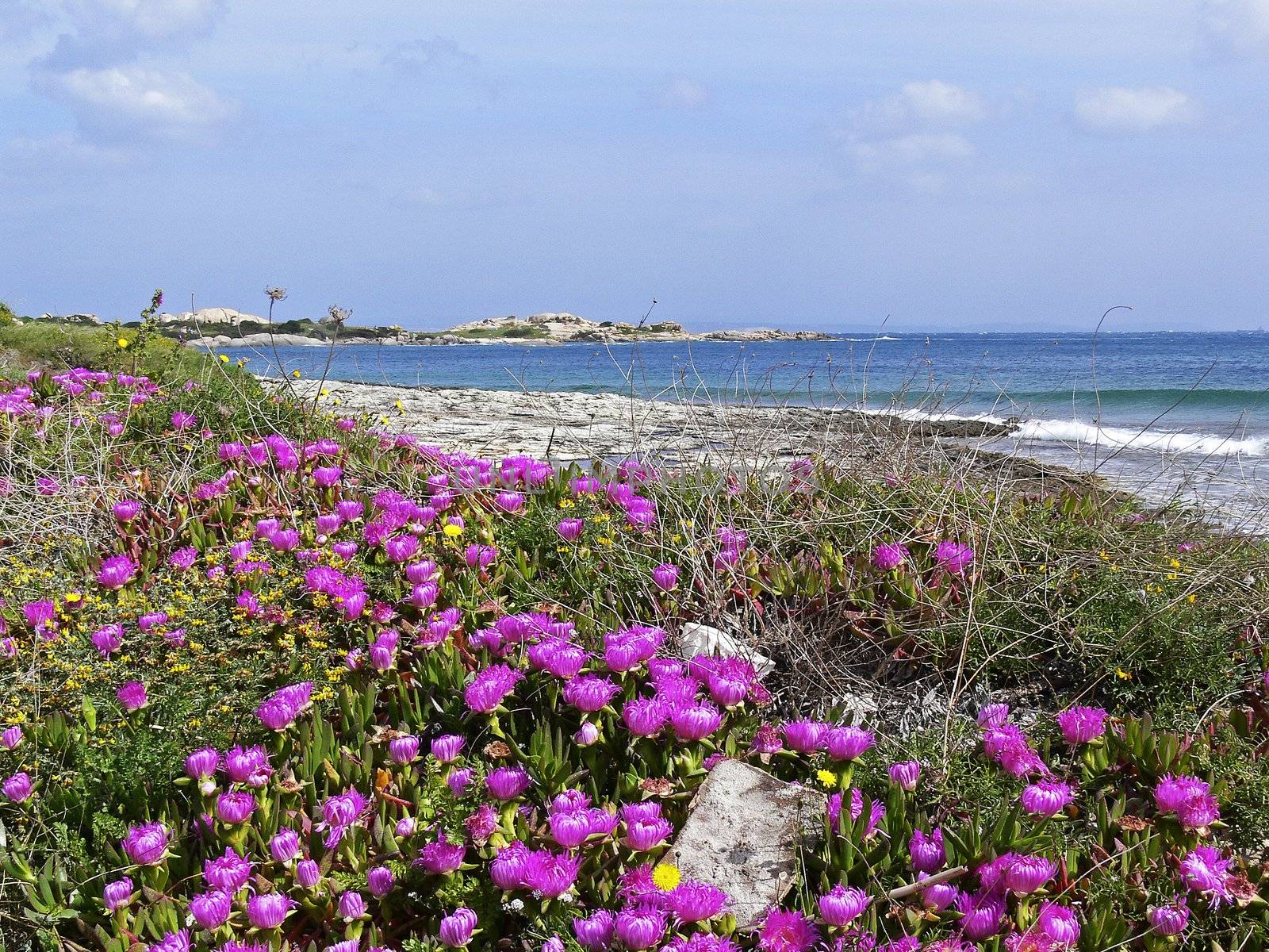 Midday flowers nearh Capo Testa, with Santa di Gallura, Sardinia.. Capo Testa, bei Santa di Gallura, Rote Mittagsblume, Mittagsblumen, Carpobrotus