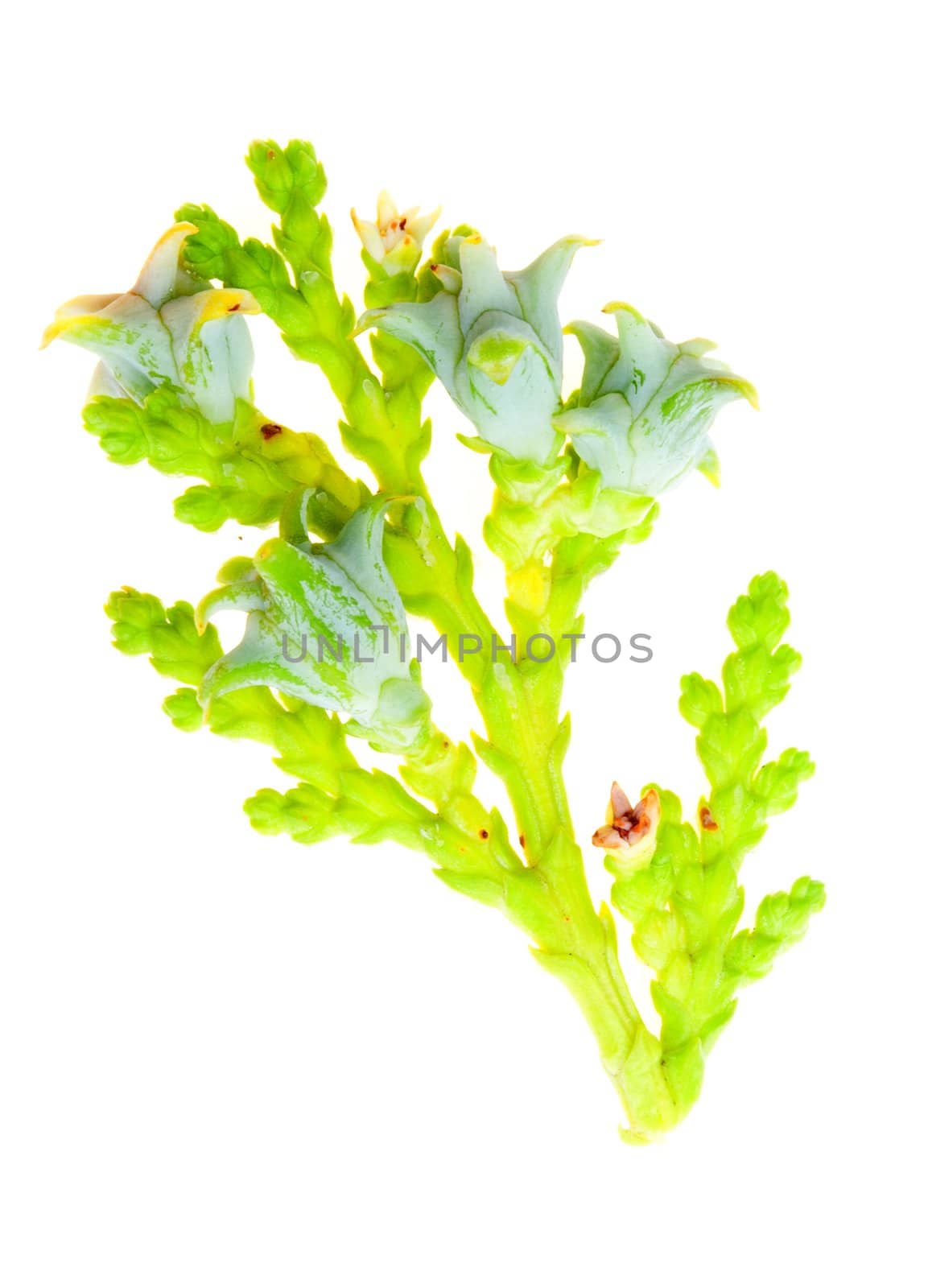 Detail of a sprig of a juniper