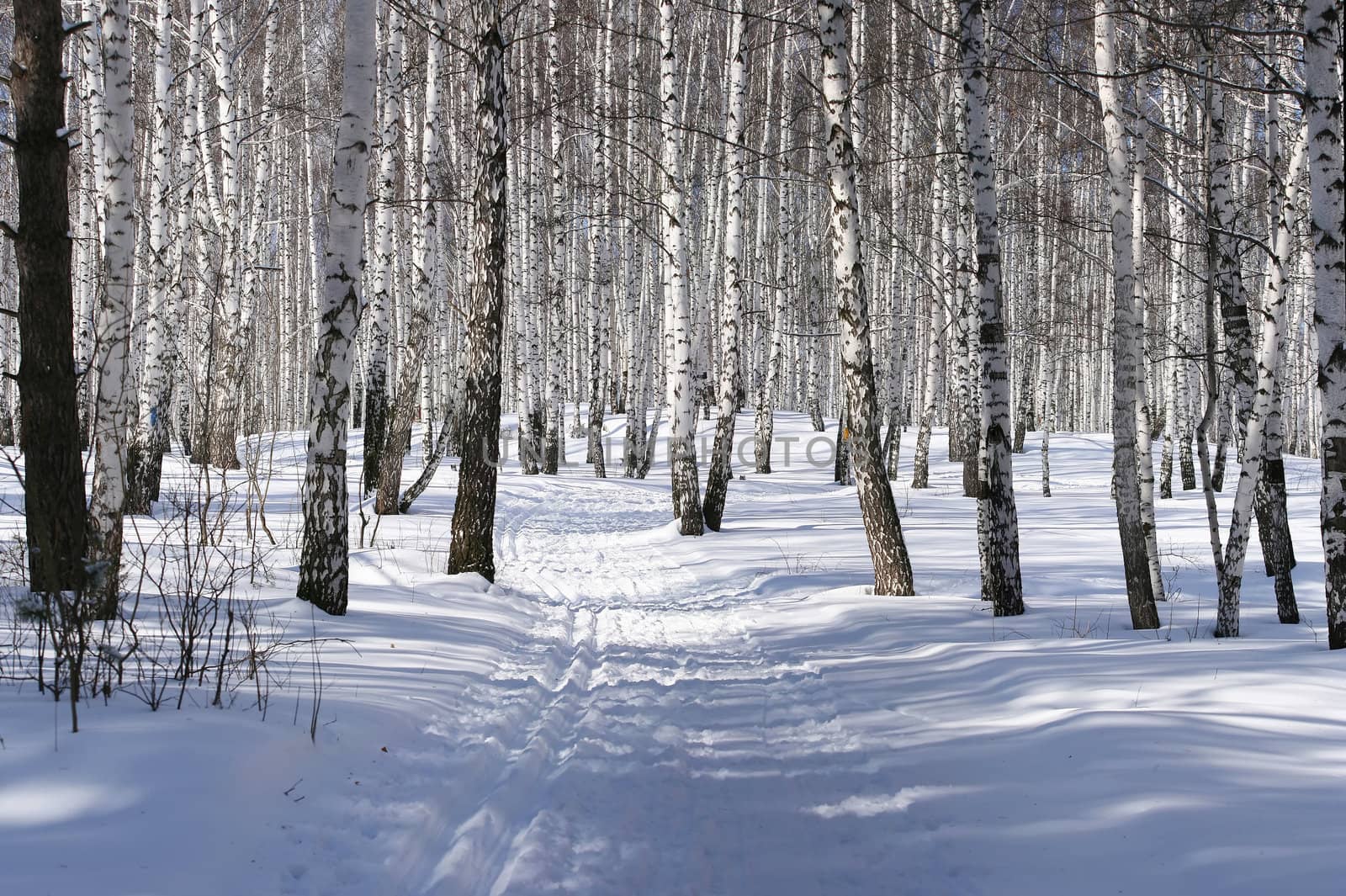 ski-track in a birch forest