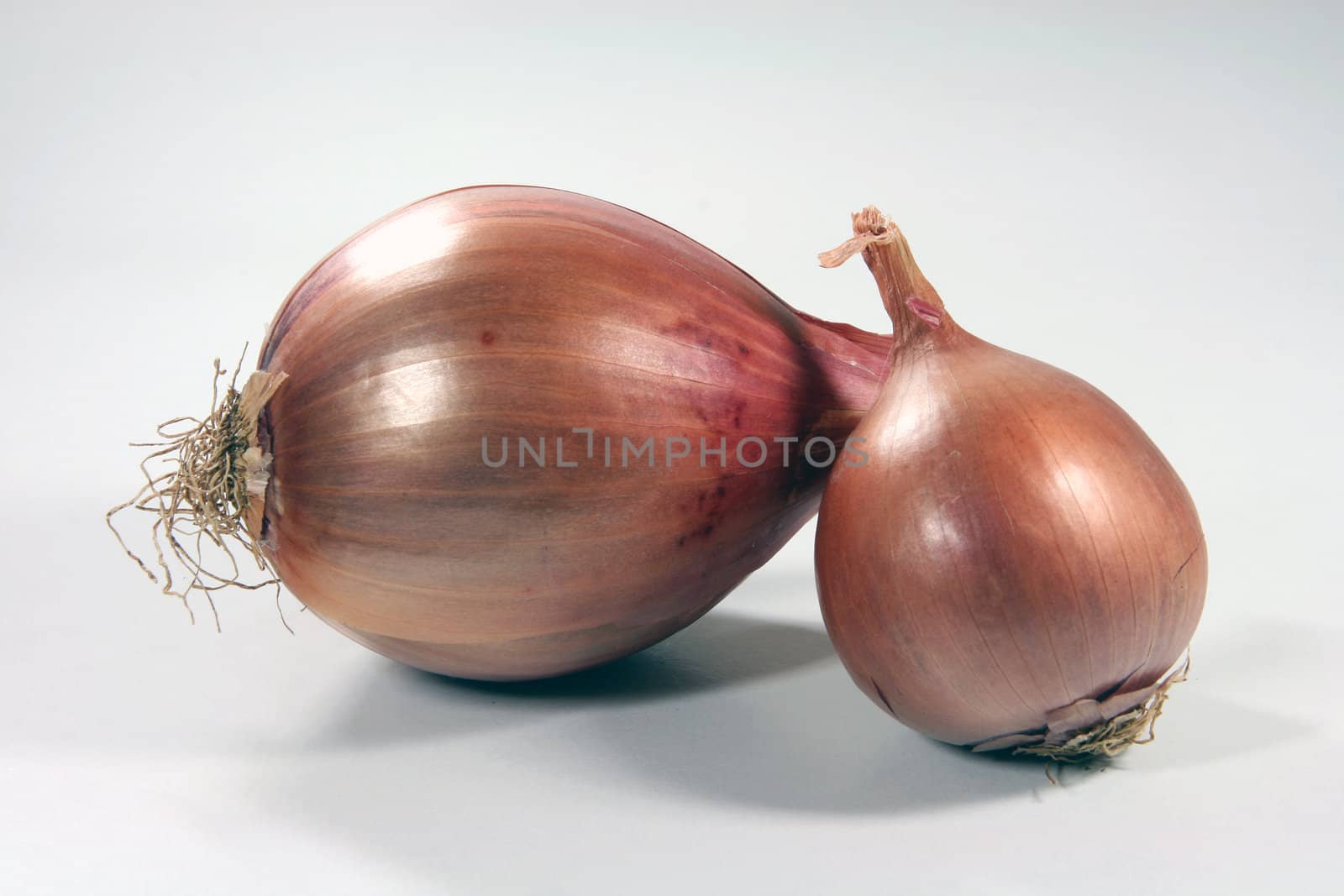 vegetables two dry onion closeup in white background