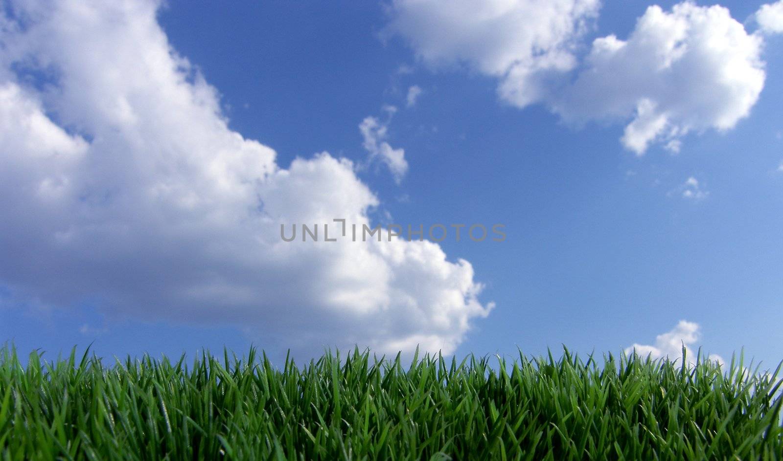 grass with blue sky and clouds