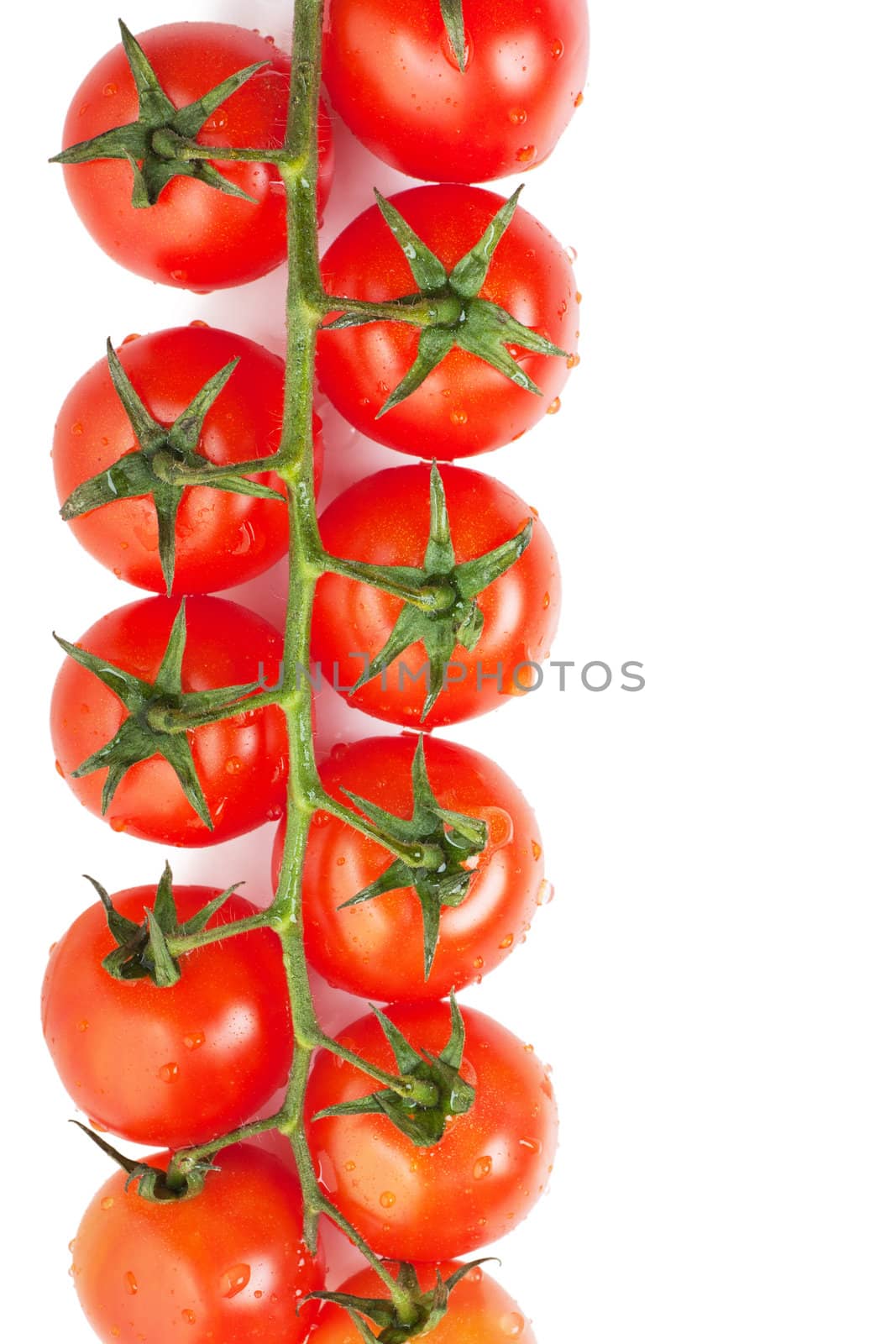 Some fresh ripe cherry tomatoes on a branch isolated over white background