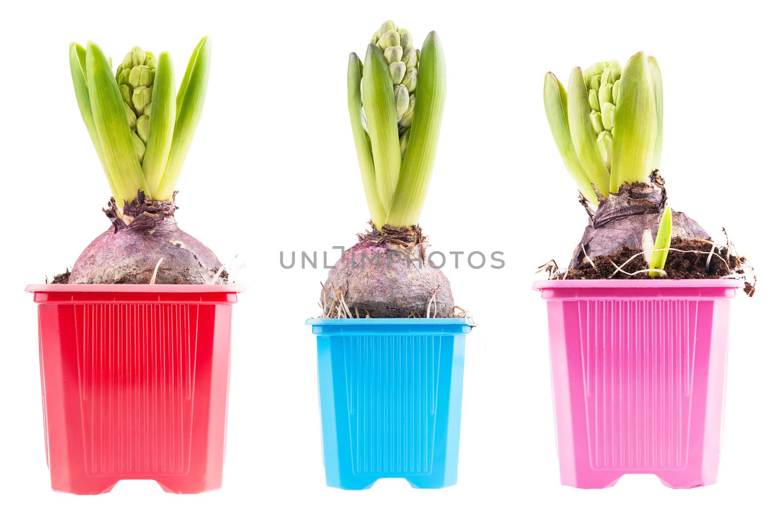 Set of three blossoming hyacinth, isolated