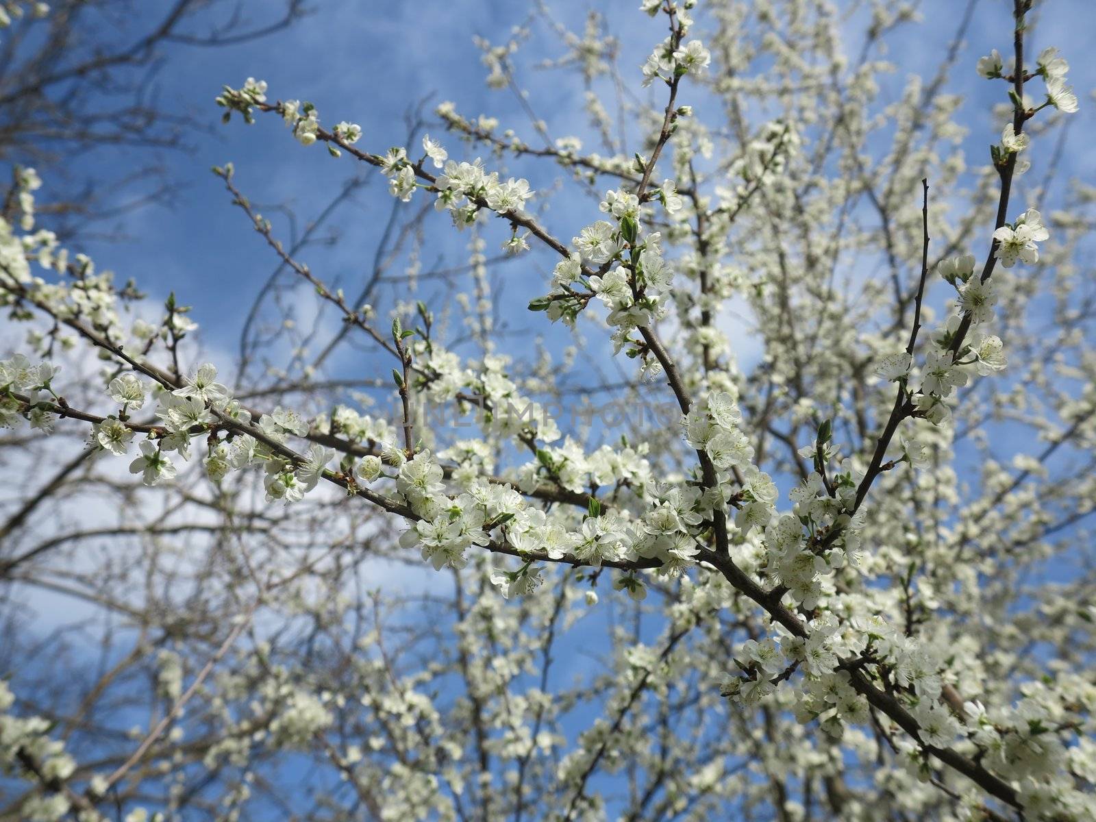 blossom apple tree