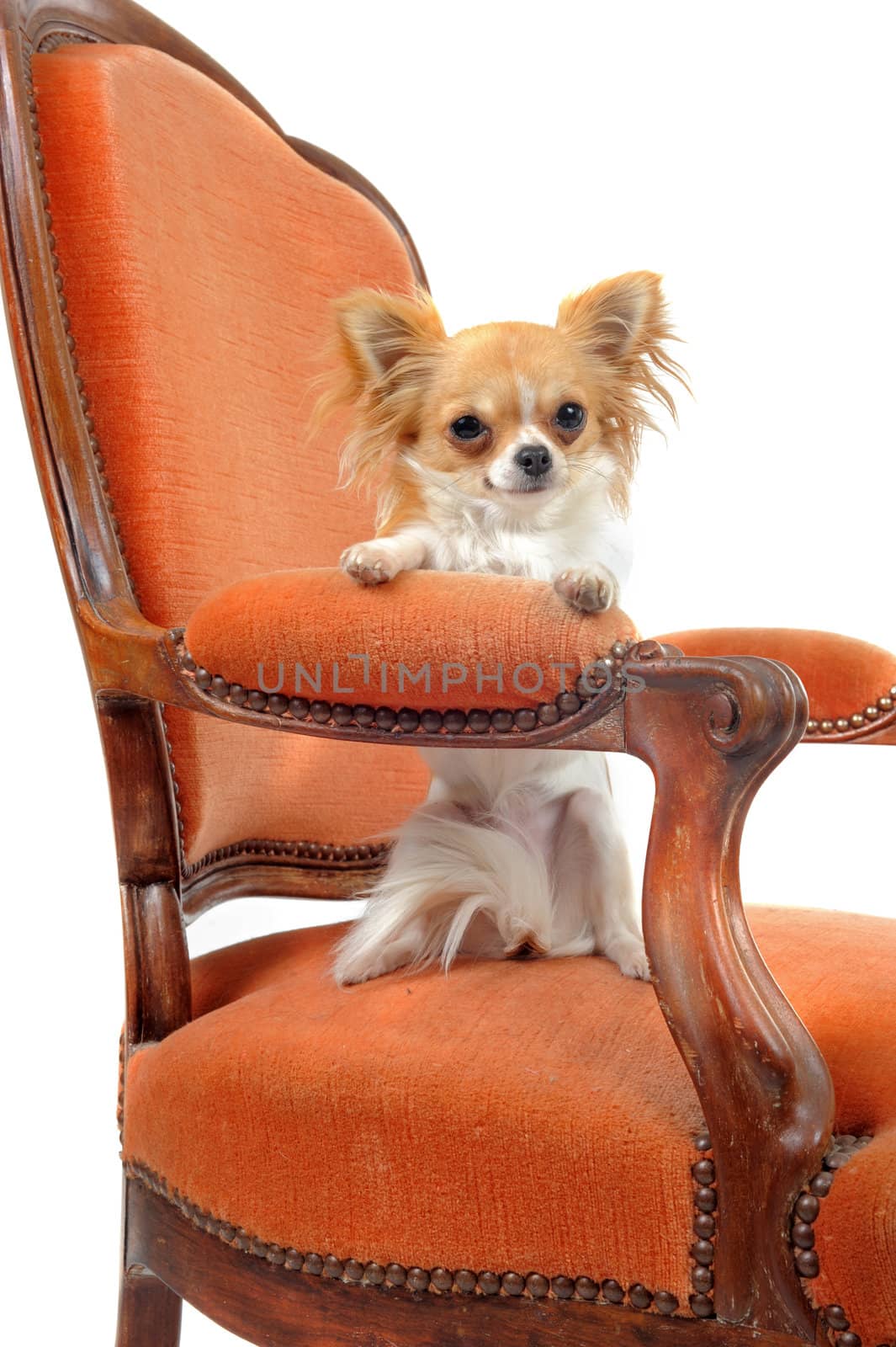 chihuahua on an antique armchair in front of white background