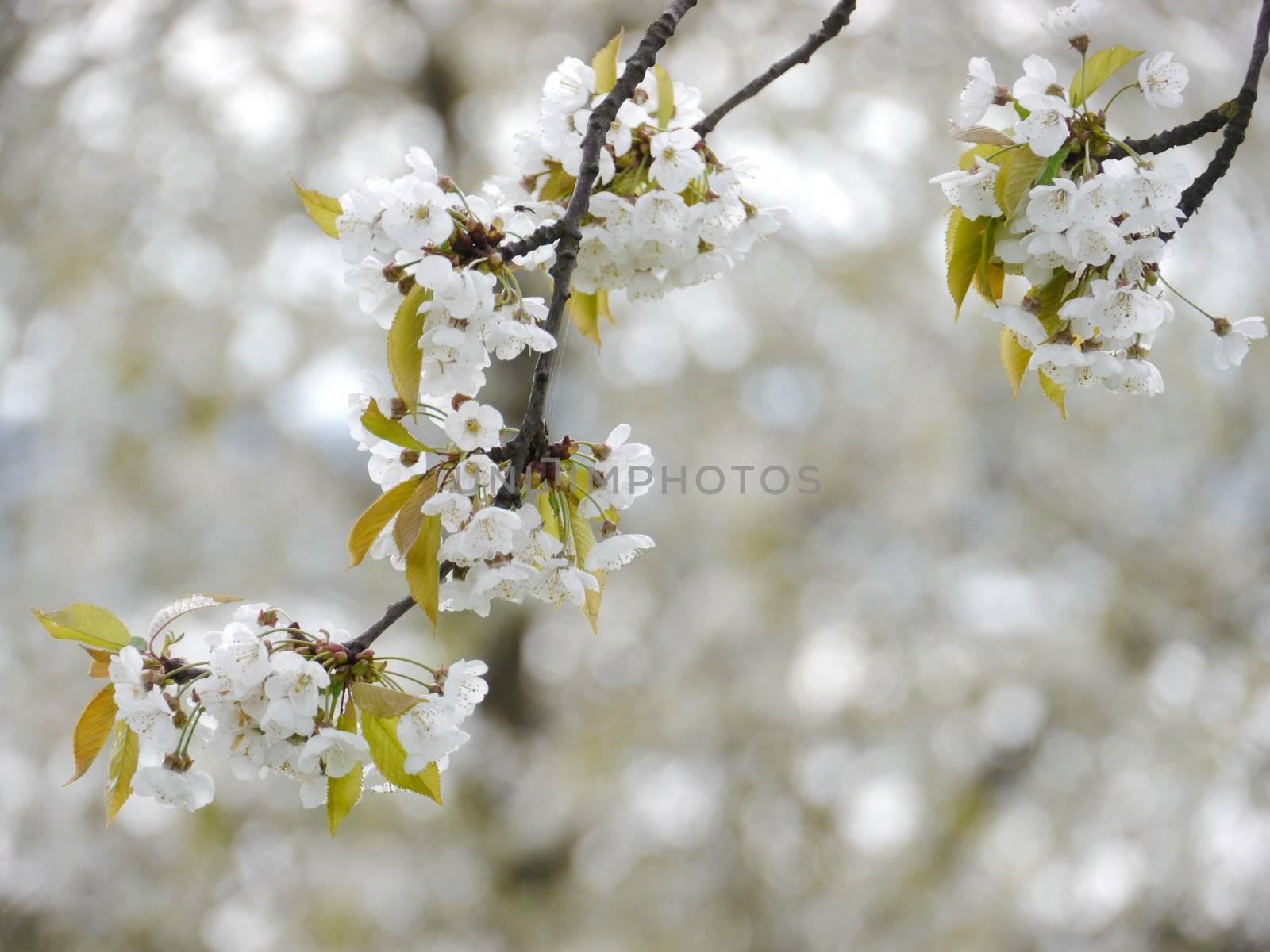 blossom apple tree by yucas