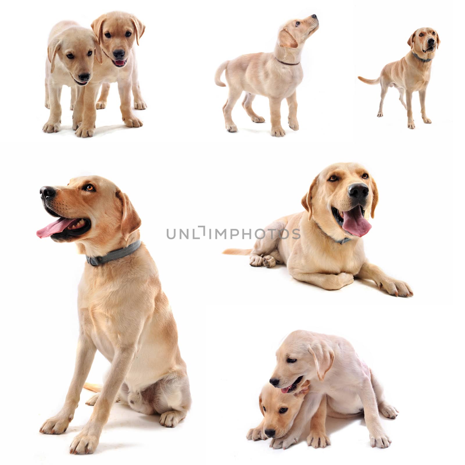  purebred  labrador retriever in front of a white background