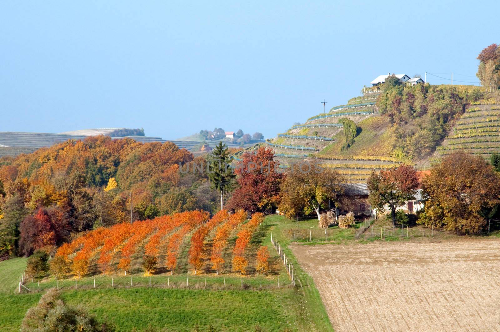 Wineyards and hills landscape at Robadje - Croatia