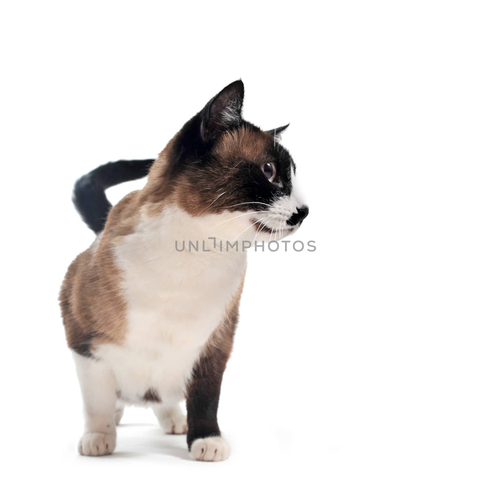 beautiful purebred siamese in front of white background