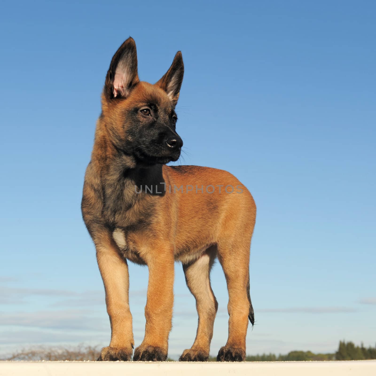 puppy  belgian sheepdgog malinois on a blue sky