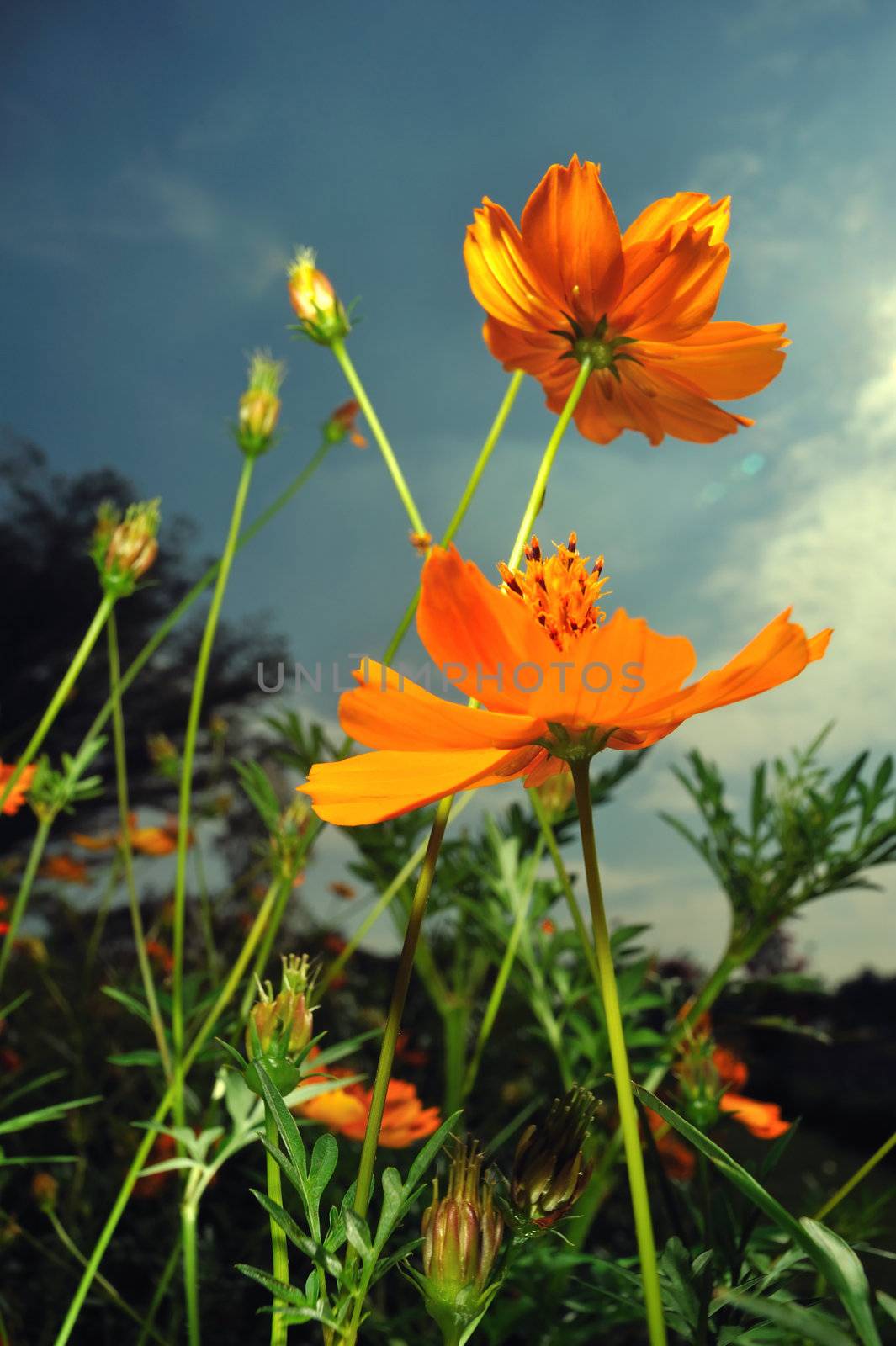 View of the ants see yellow flower.