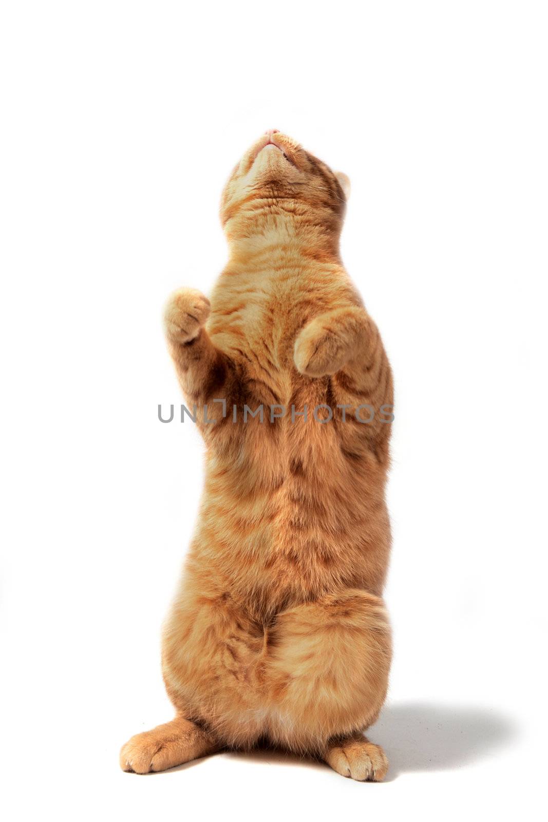 ginger cat upright in front of white background