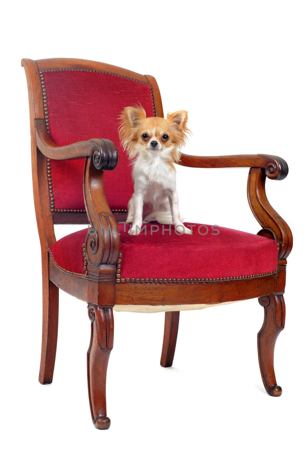 chihuahua sitting on an antique chair in front of white background