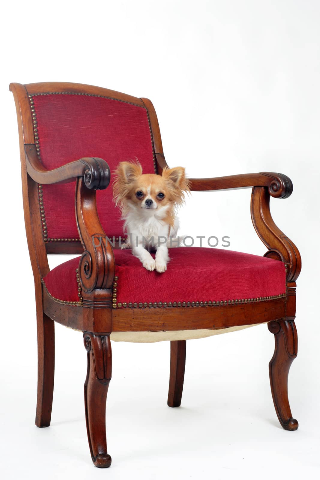 chihuahua laid down on an antique chair in front of white background