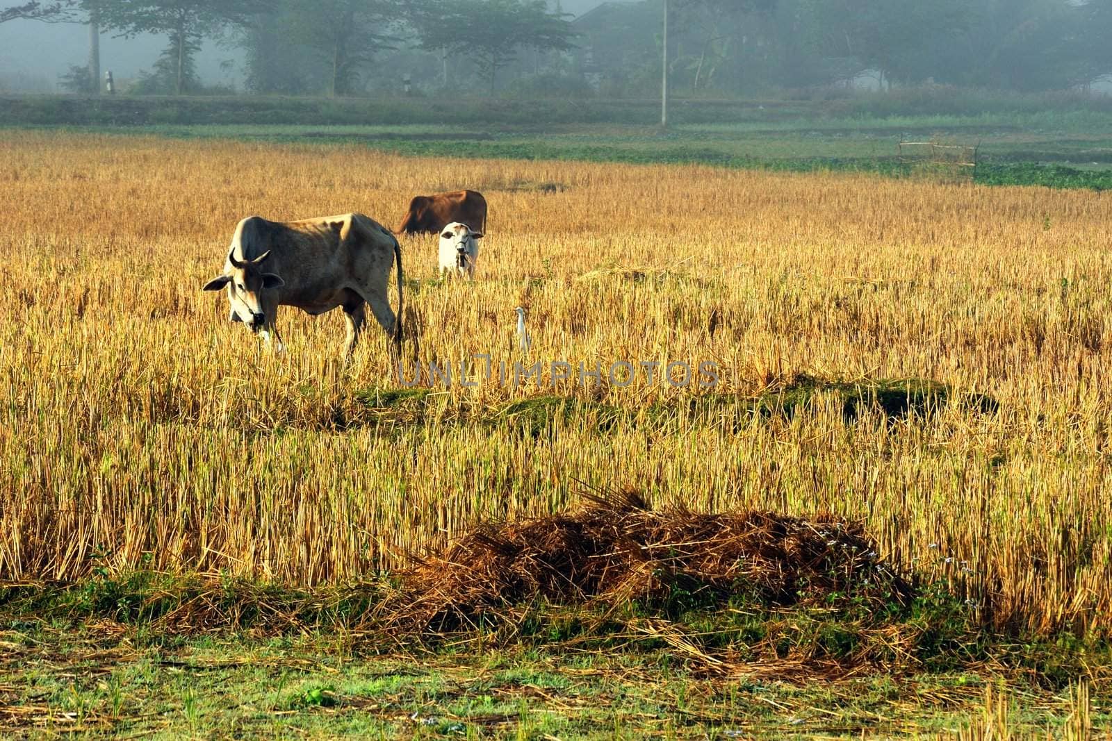 Cattle in the fields of rice in the morning, north Thailand.