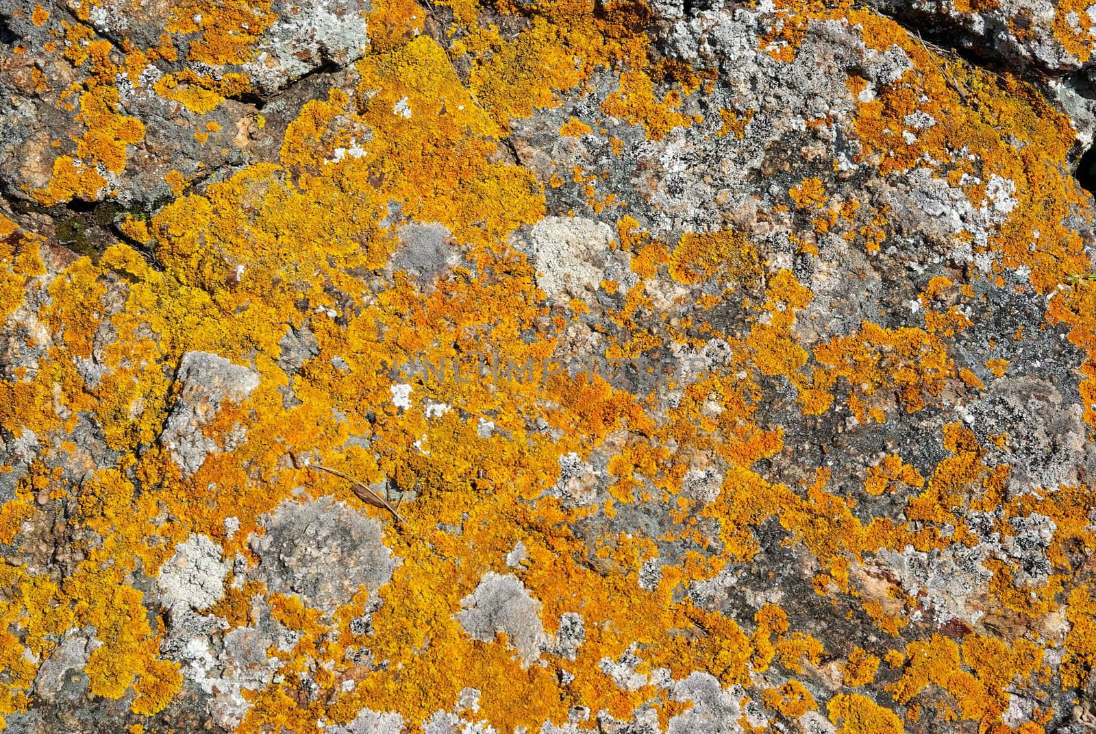 Rock with orange lichen over it as textured background.