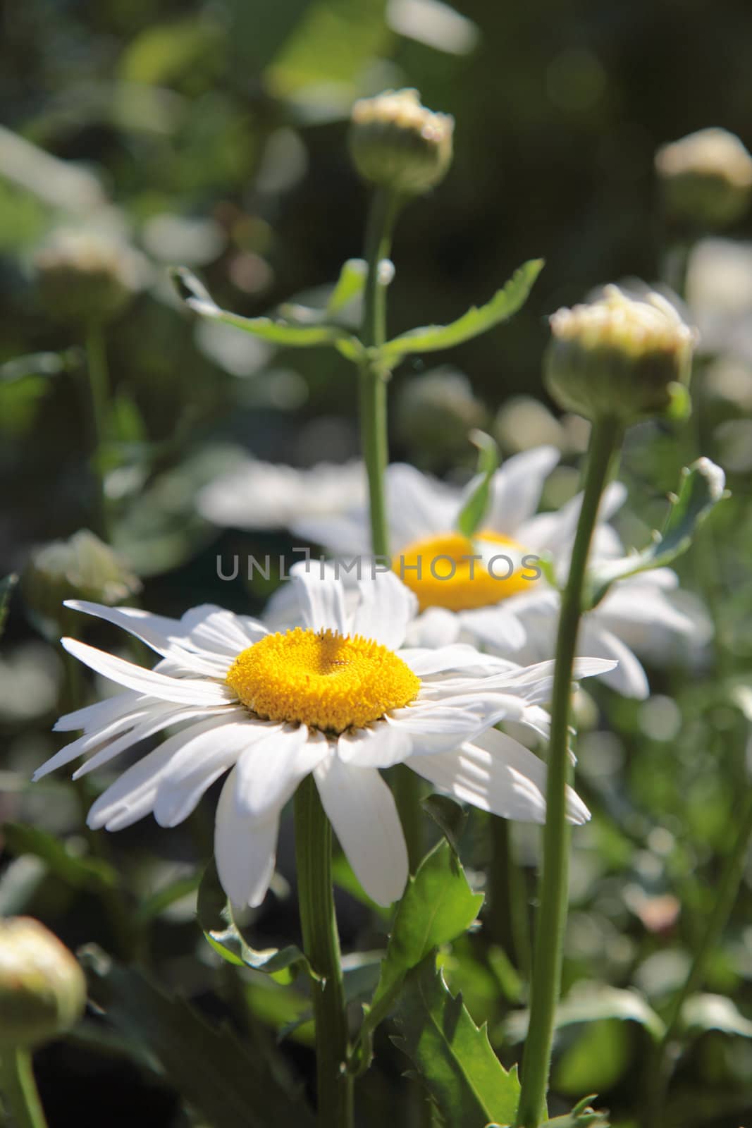 Close up of chamomile on a green meadow. Selective focus. by borodaev