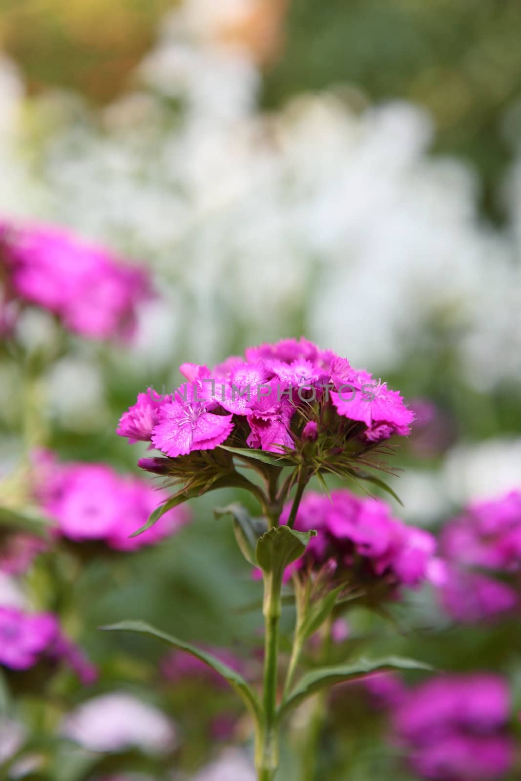 Close up photo of purple flower with soft background. Selective focus.