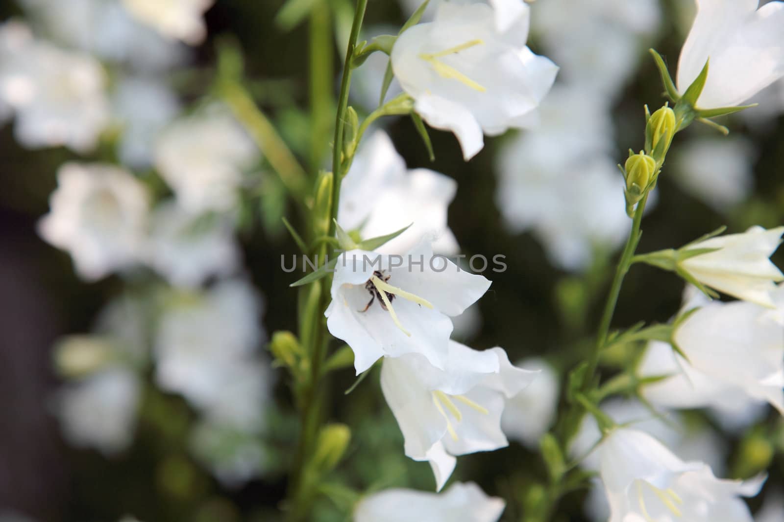 White bell-flower on the summer meadow. Selective focus. by borodaev