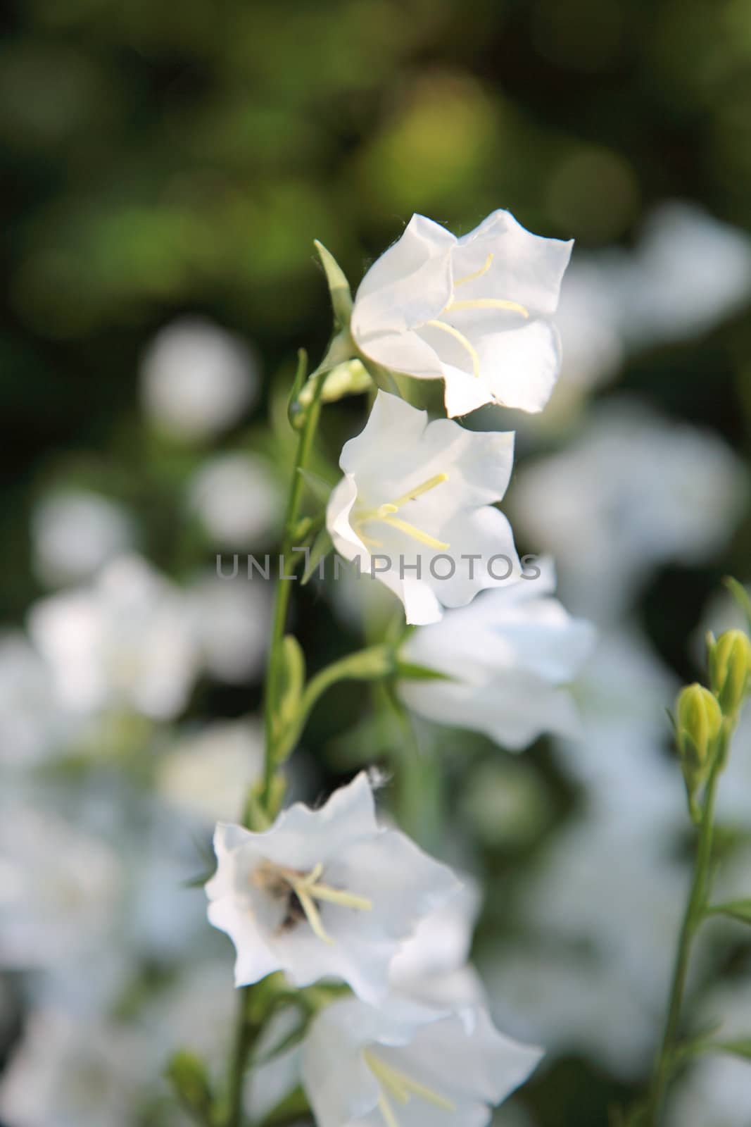 White bell-flower on the summer meadow. Selective focus. by borodaev