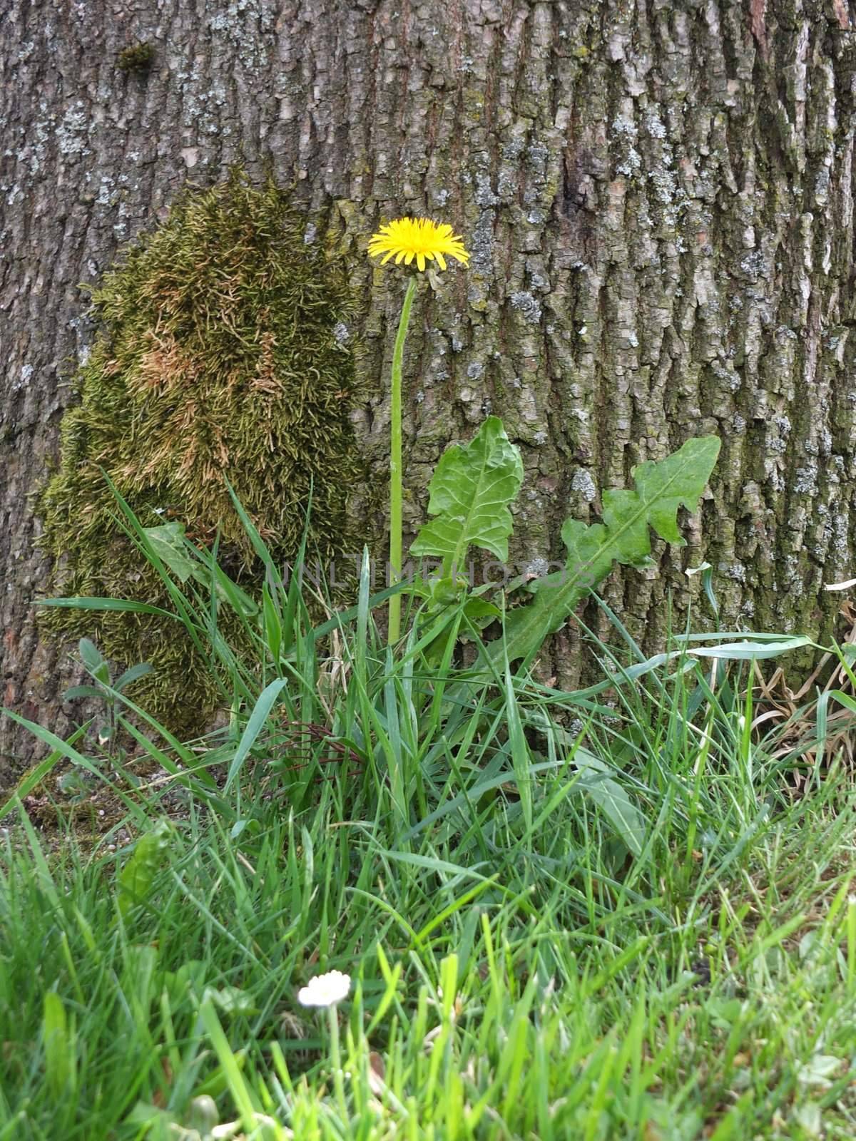 spring dandelion meadow by yucas