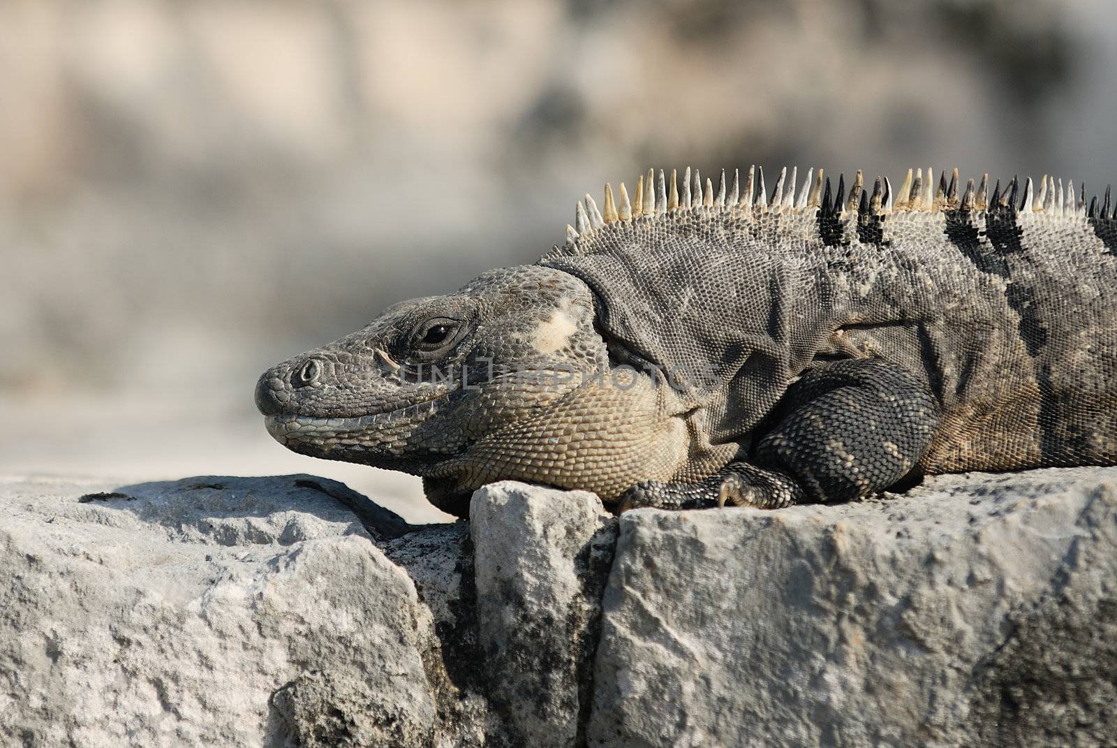 Wild iguana portrait on the rock under the sun 
