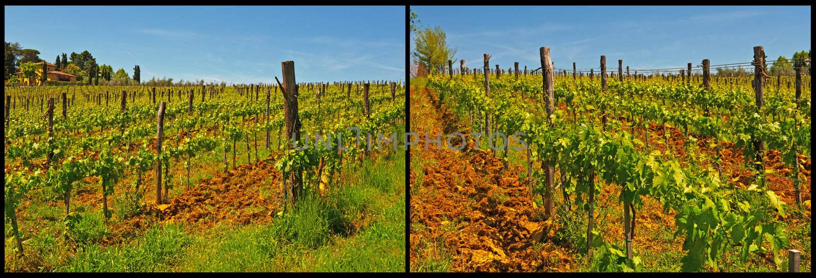 Hill of Tuscany with Vineyard in the Chianti Region, Set