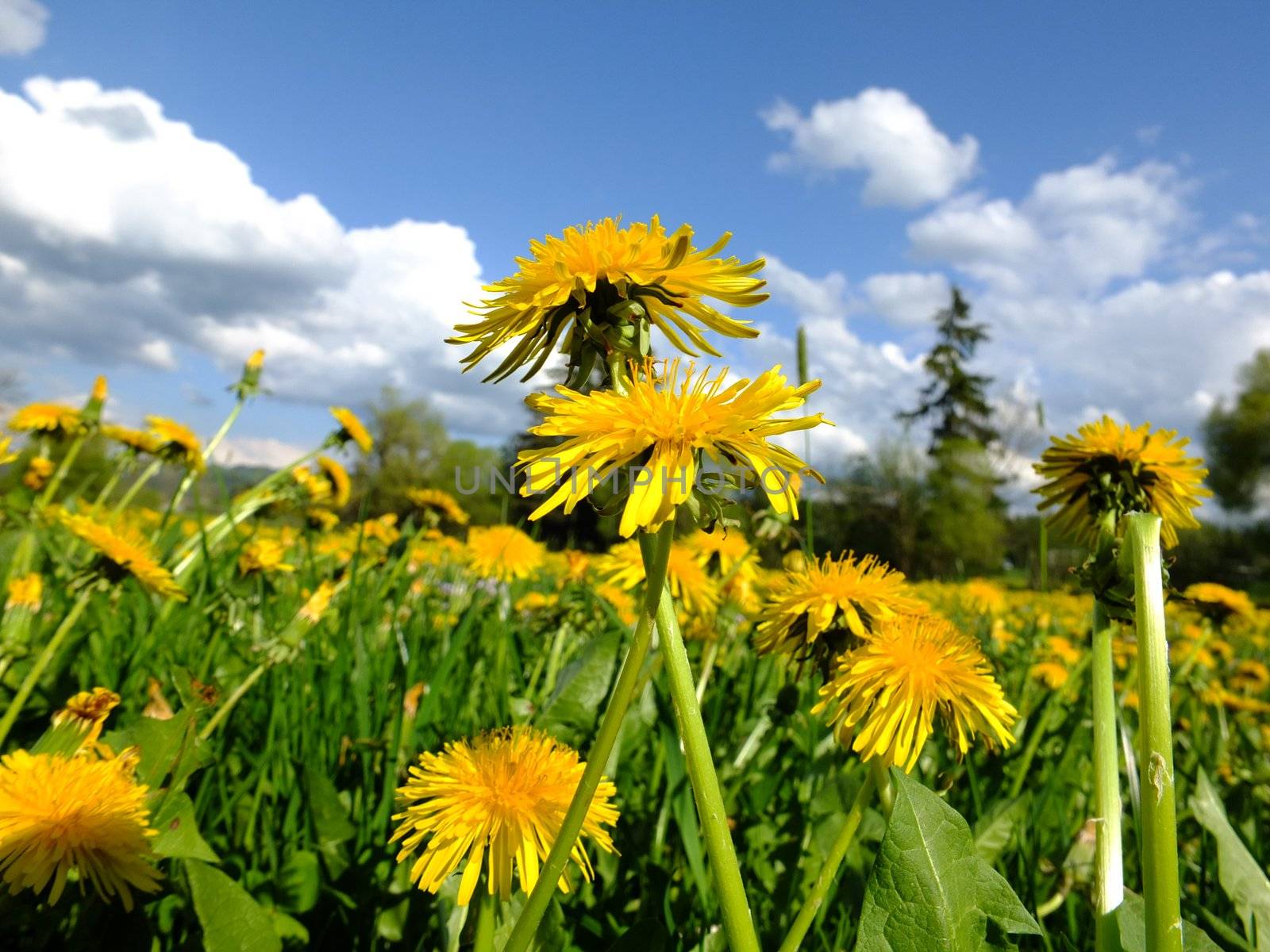 Beautiful spring flowers background