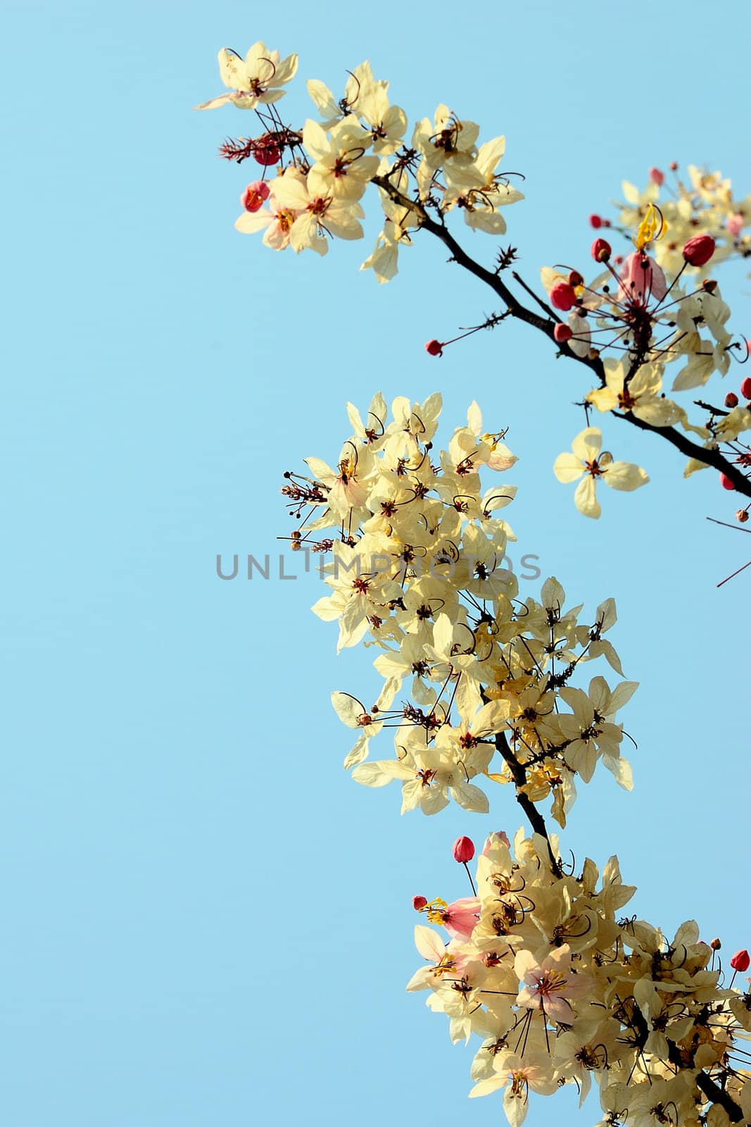 Cassia bakeriana Craib . A medium-sized trees. Found much of the Northeast and the North of Thailand. Bush leaves flat. Pale pink flowers. Between them into a bouquet of leaves or new leaves.