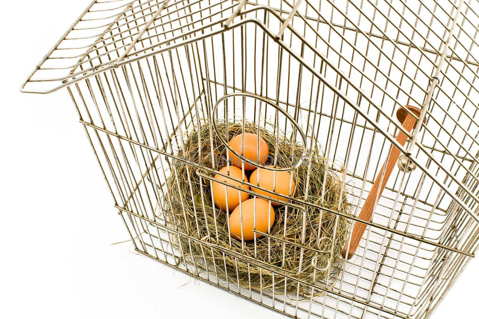 Eggs in Nest confined in Bird Cage isolated on with
