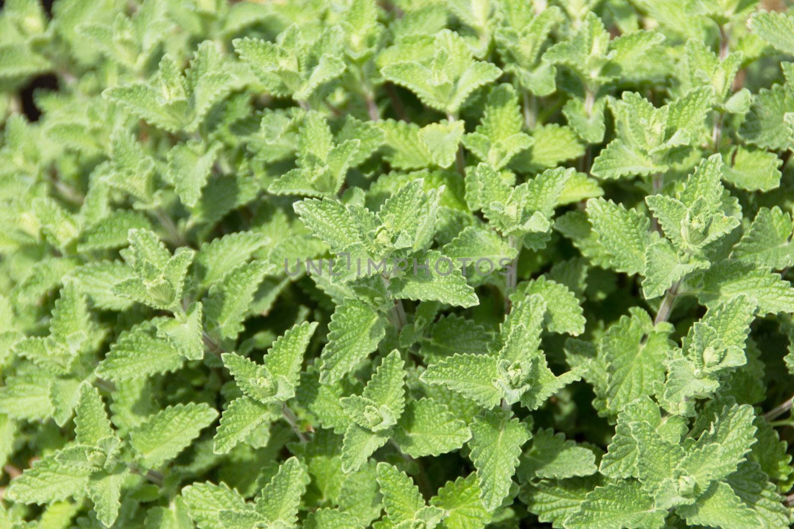 Nettle