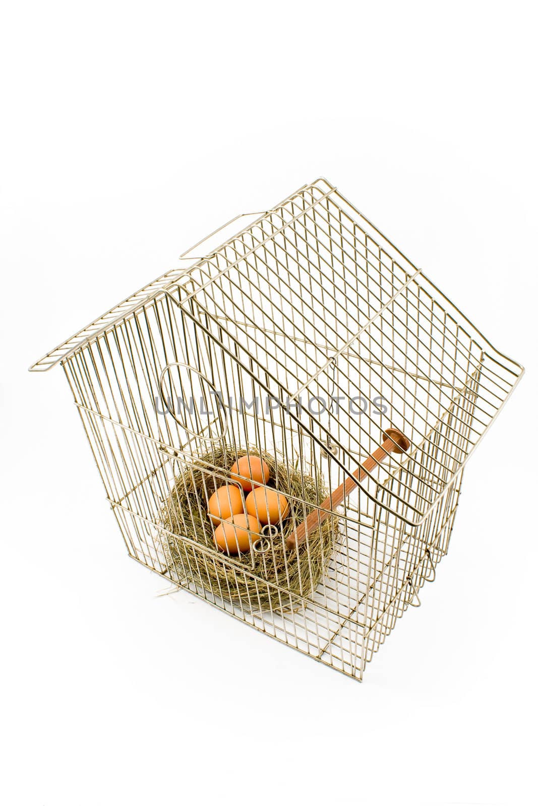 Eggs in Nest confined in Bird Cage isolated on white