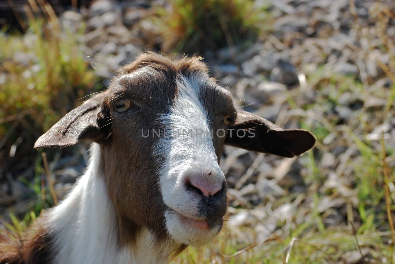 Nanny goat brown and white head close-up