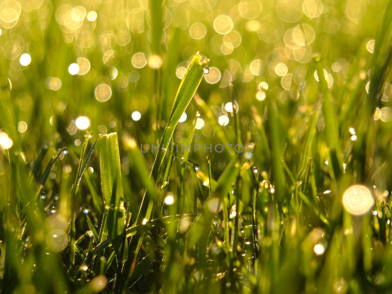 Close up of green grass with