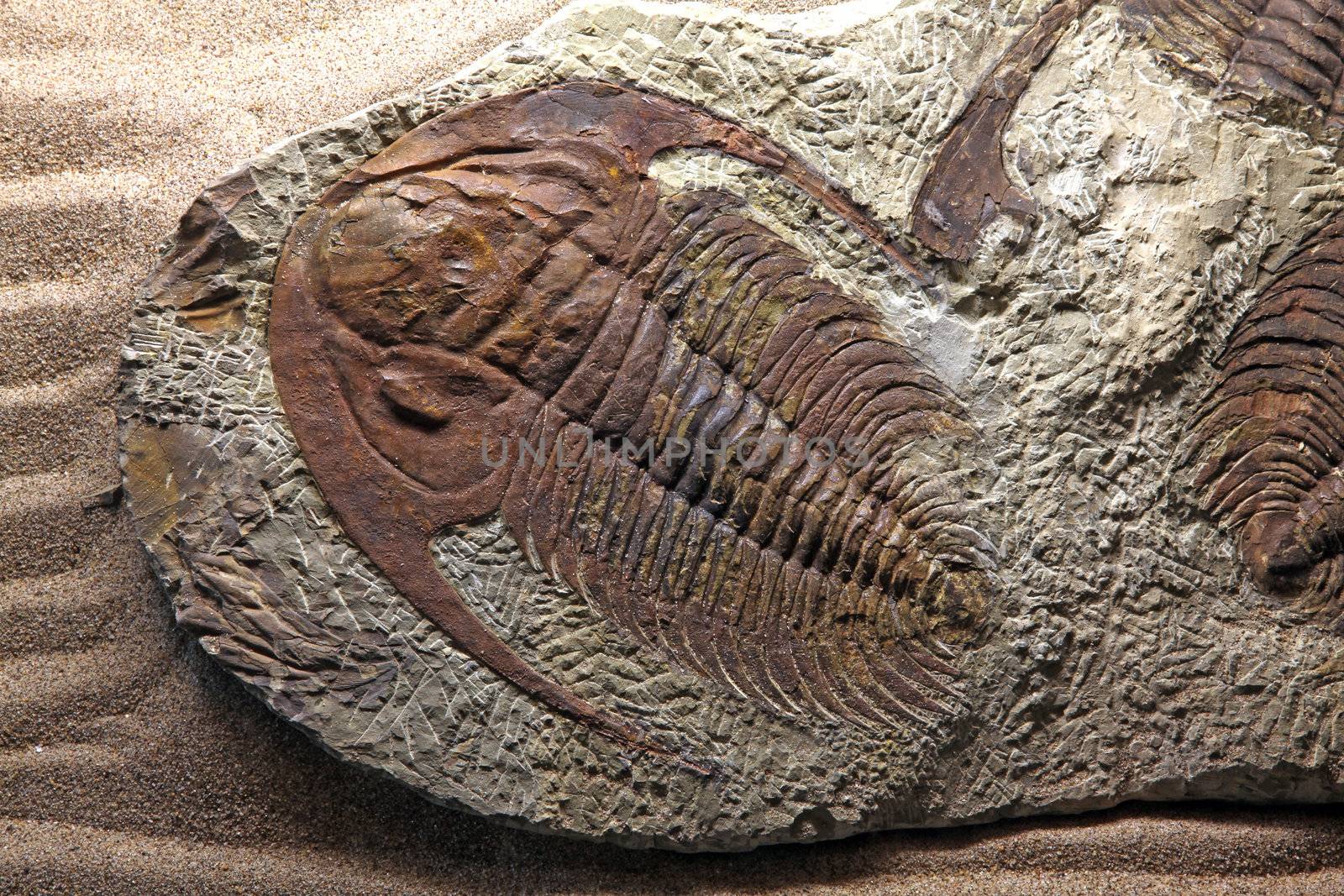 trilobite fossil by vichie81