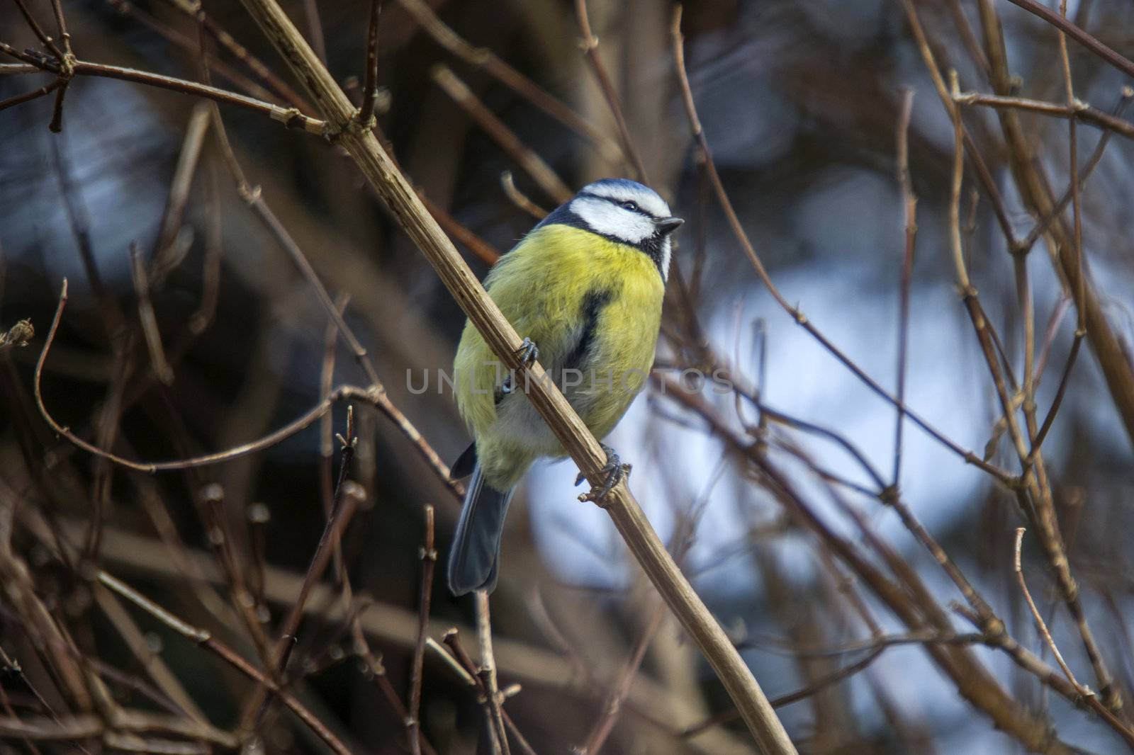 blue tit sitting on a branch in the forest by fredriksten fortress in halden, the picture is shot one day in february 2013