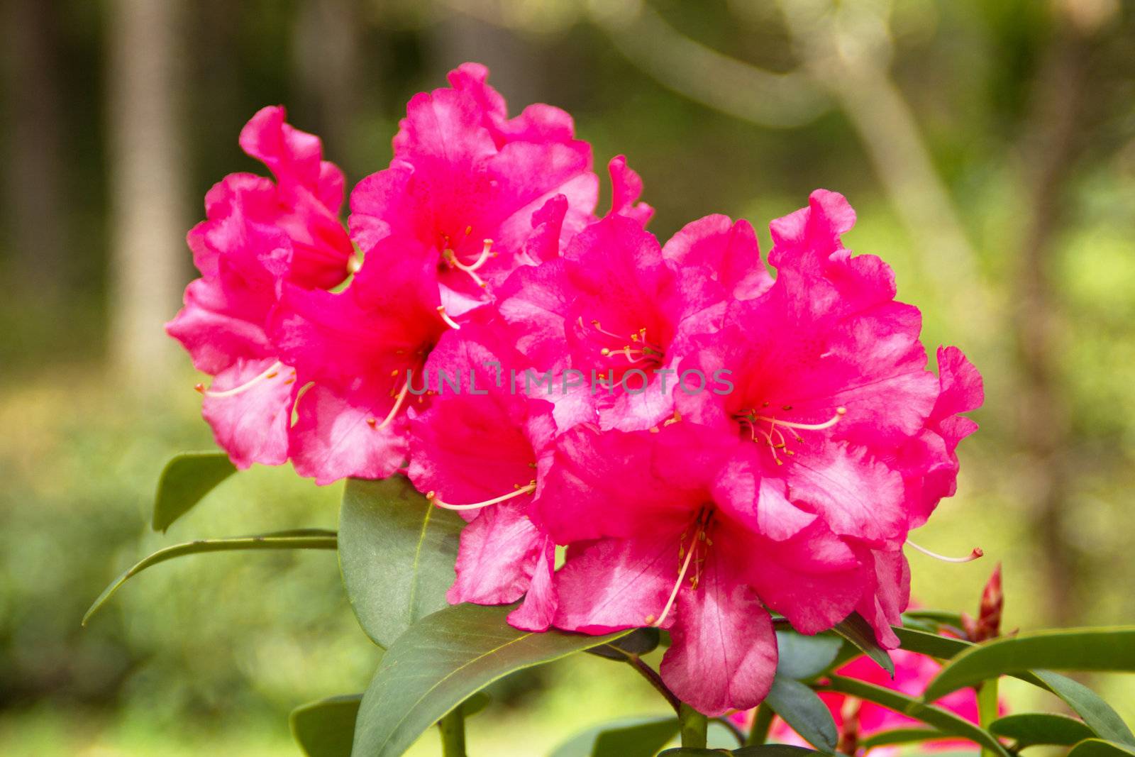 Beautiful rhododendron